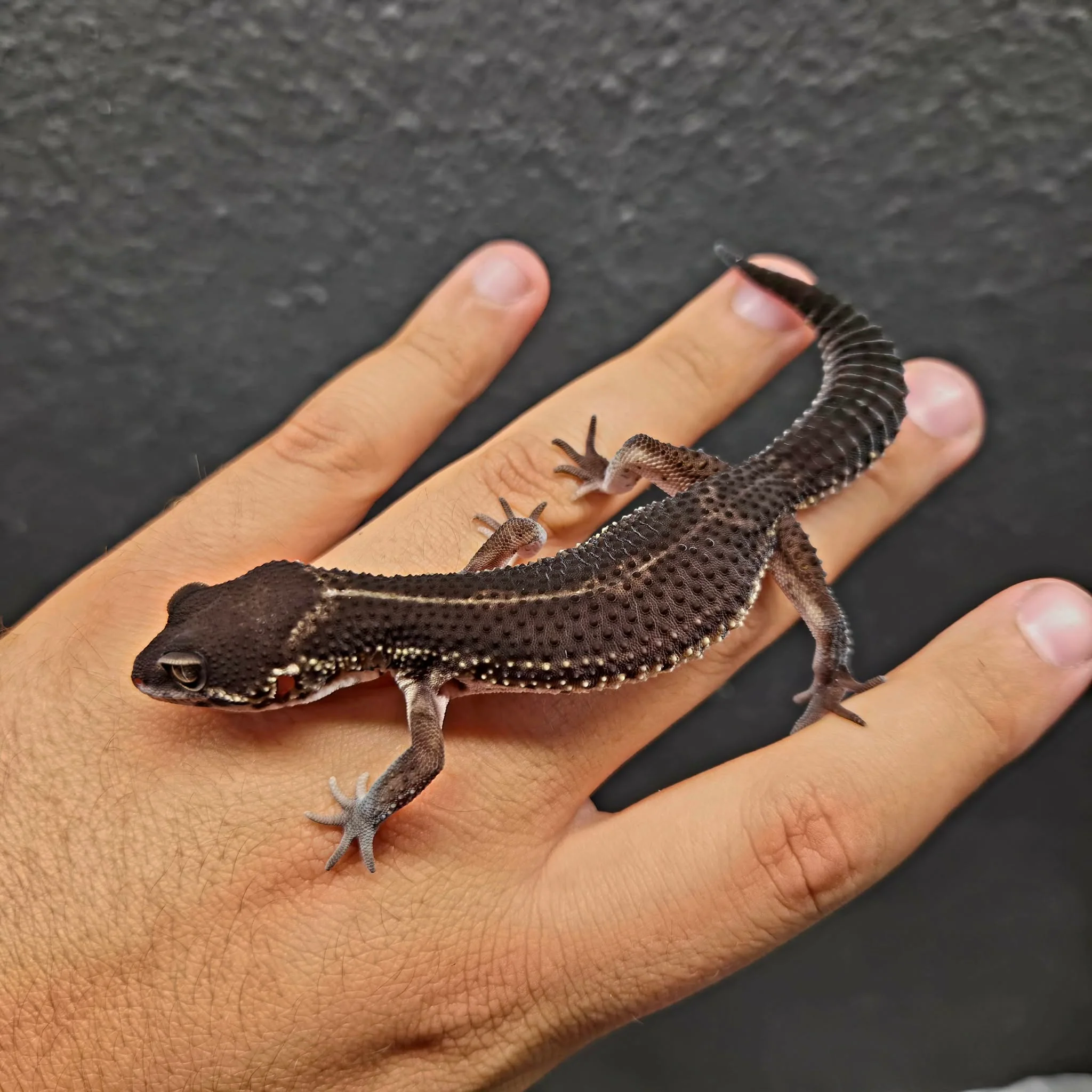 Eublepharis macularius (Leopard Gecko) Black Night - Image 18