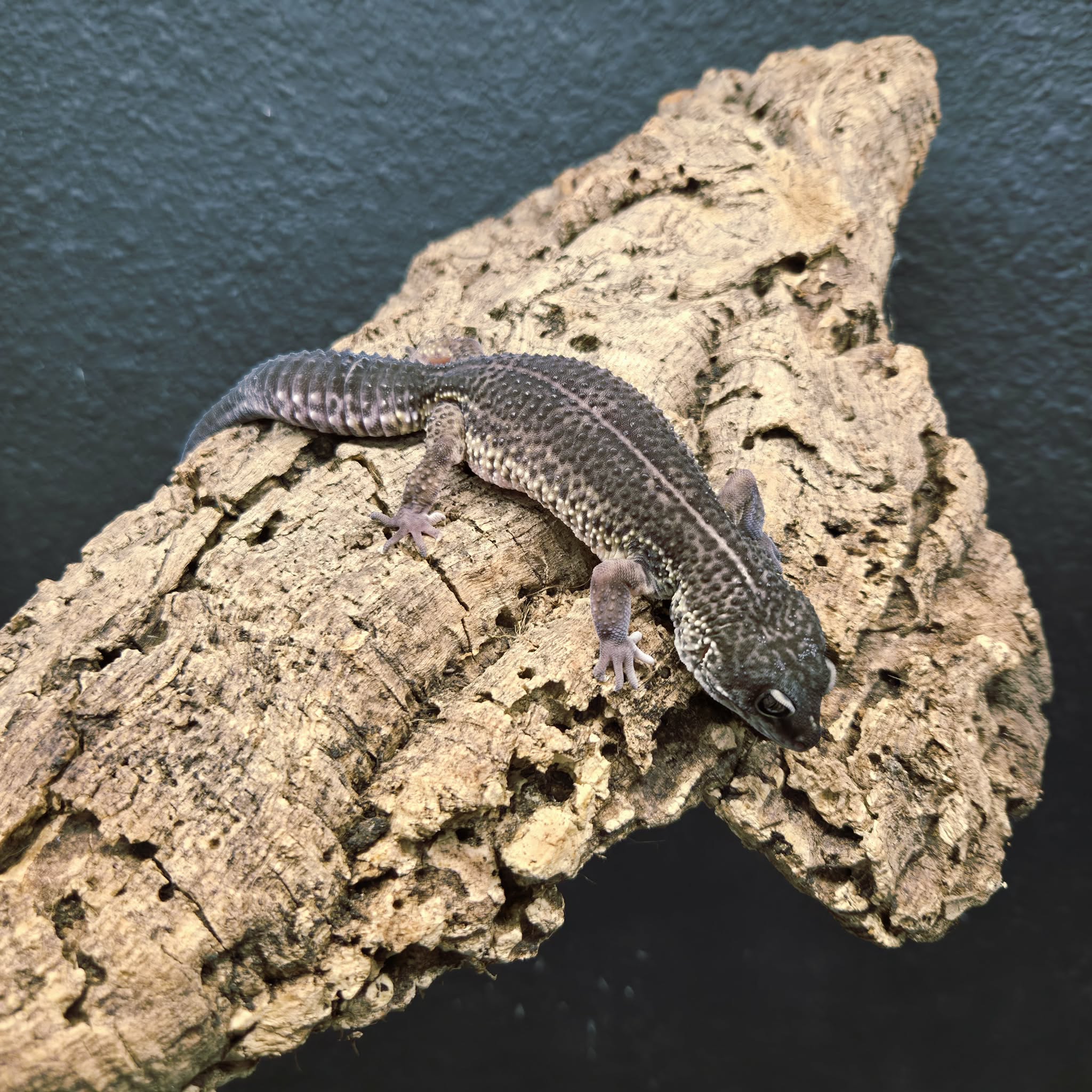 Eublepharis macularius (Leopard Gecko) Black Night - Image 3