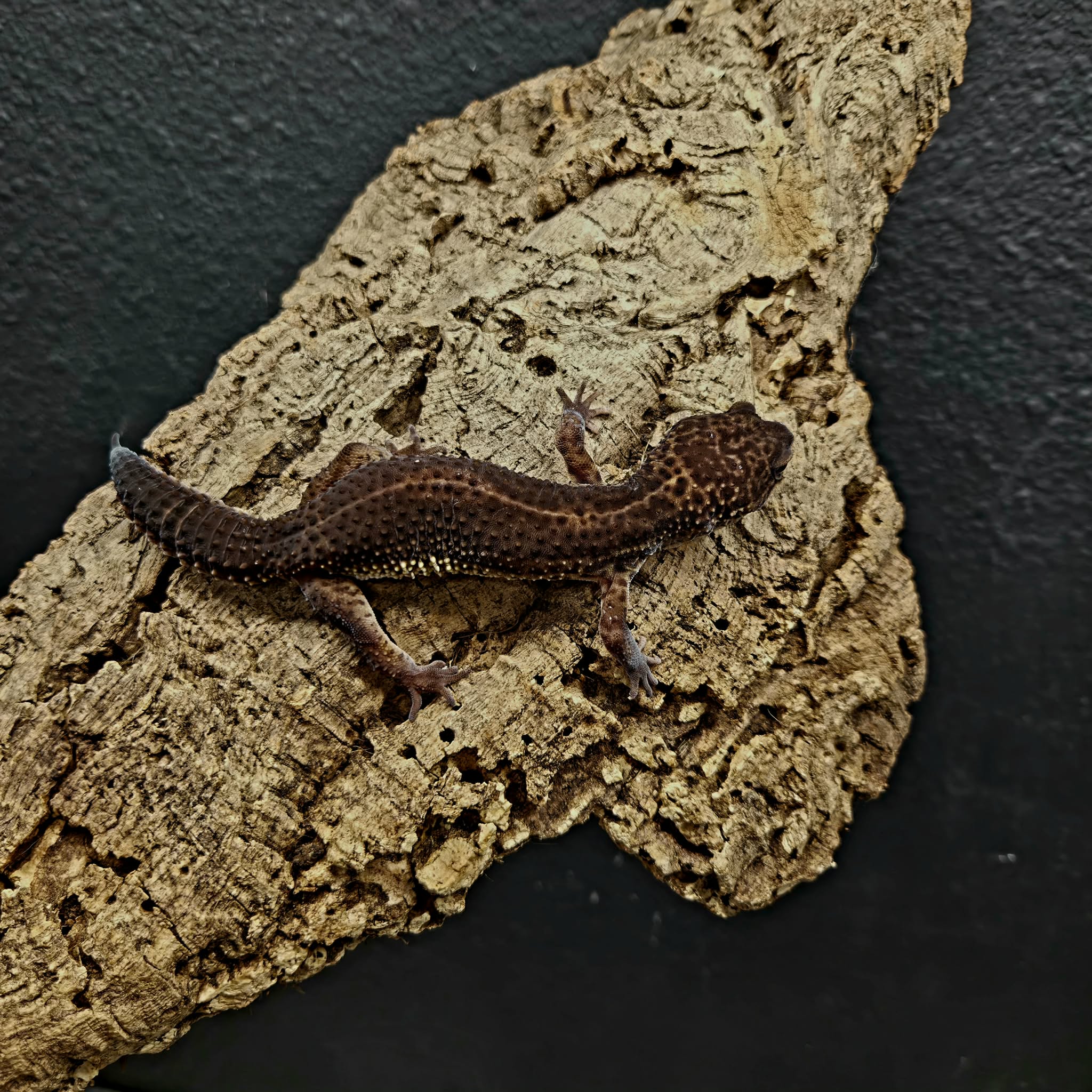 Eublepharis macularius (Leopard Gecko) Black Night - Image 4