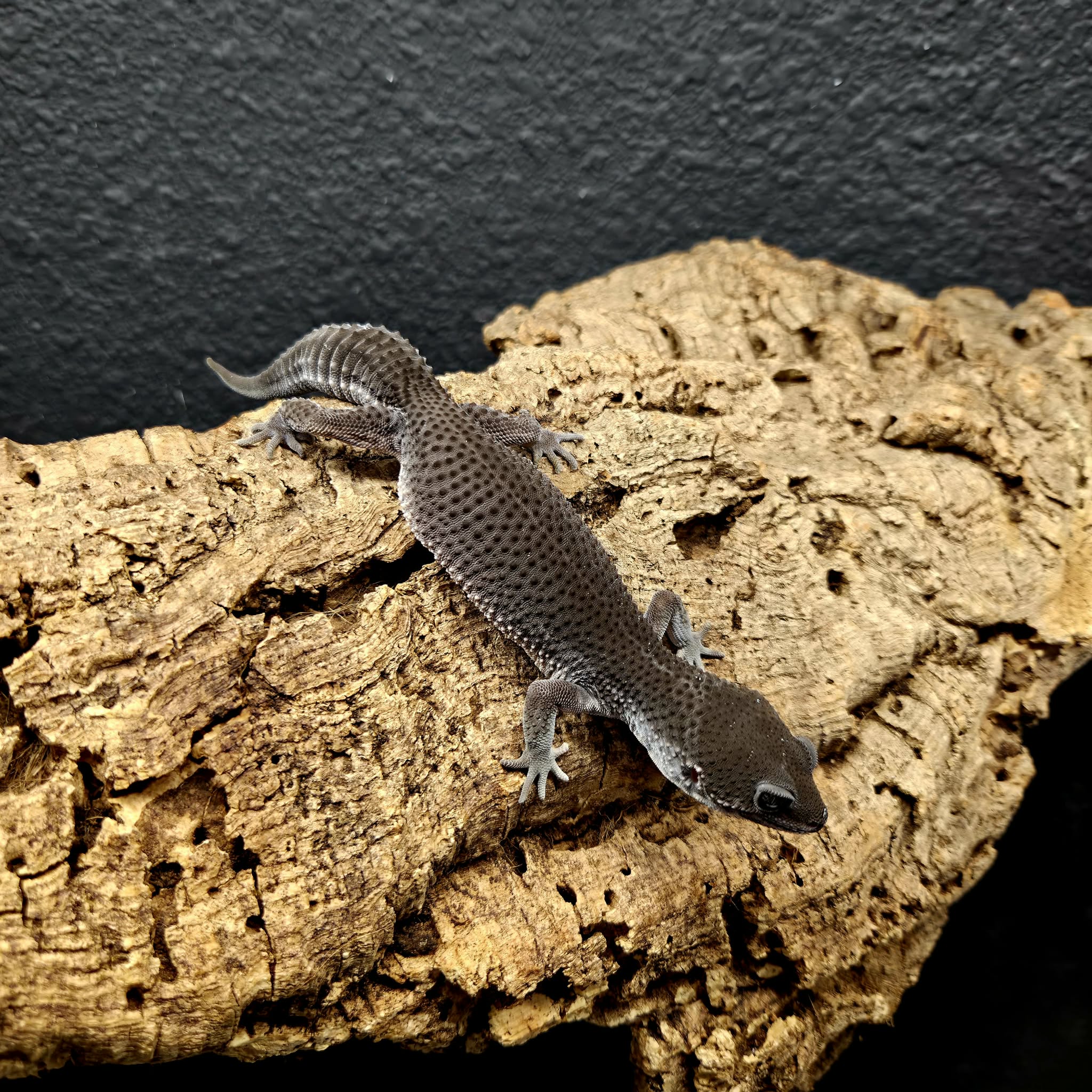 Eublepharis macularius (Leopard Gecko) Black Night - Image 5