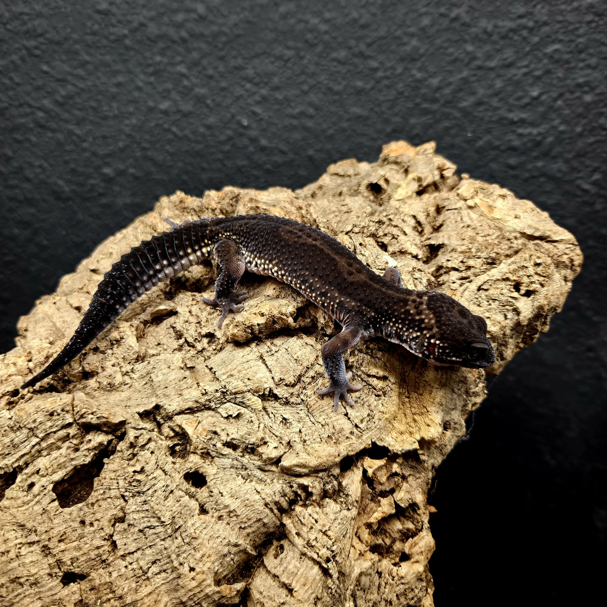 Eublepharis macularius (Leopard Gecko) Black Night - Image 6