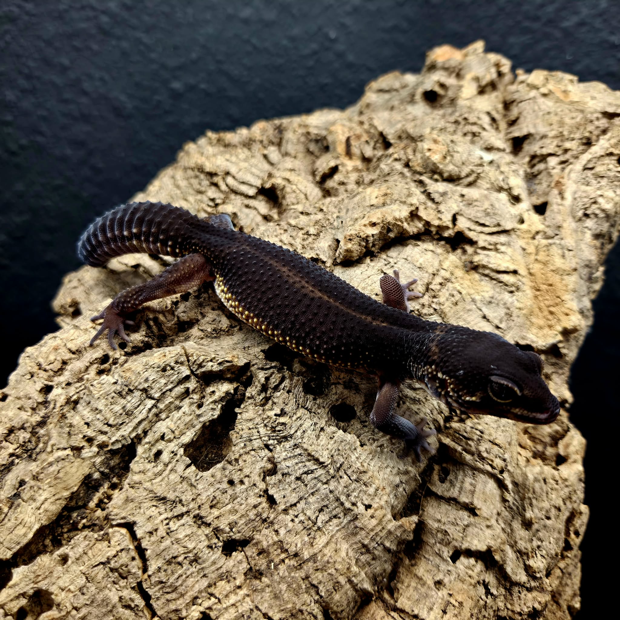 Eublepharis macularius (Leopard Gecko) Black Night - Image 7