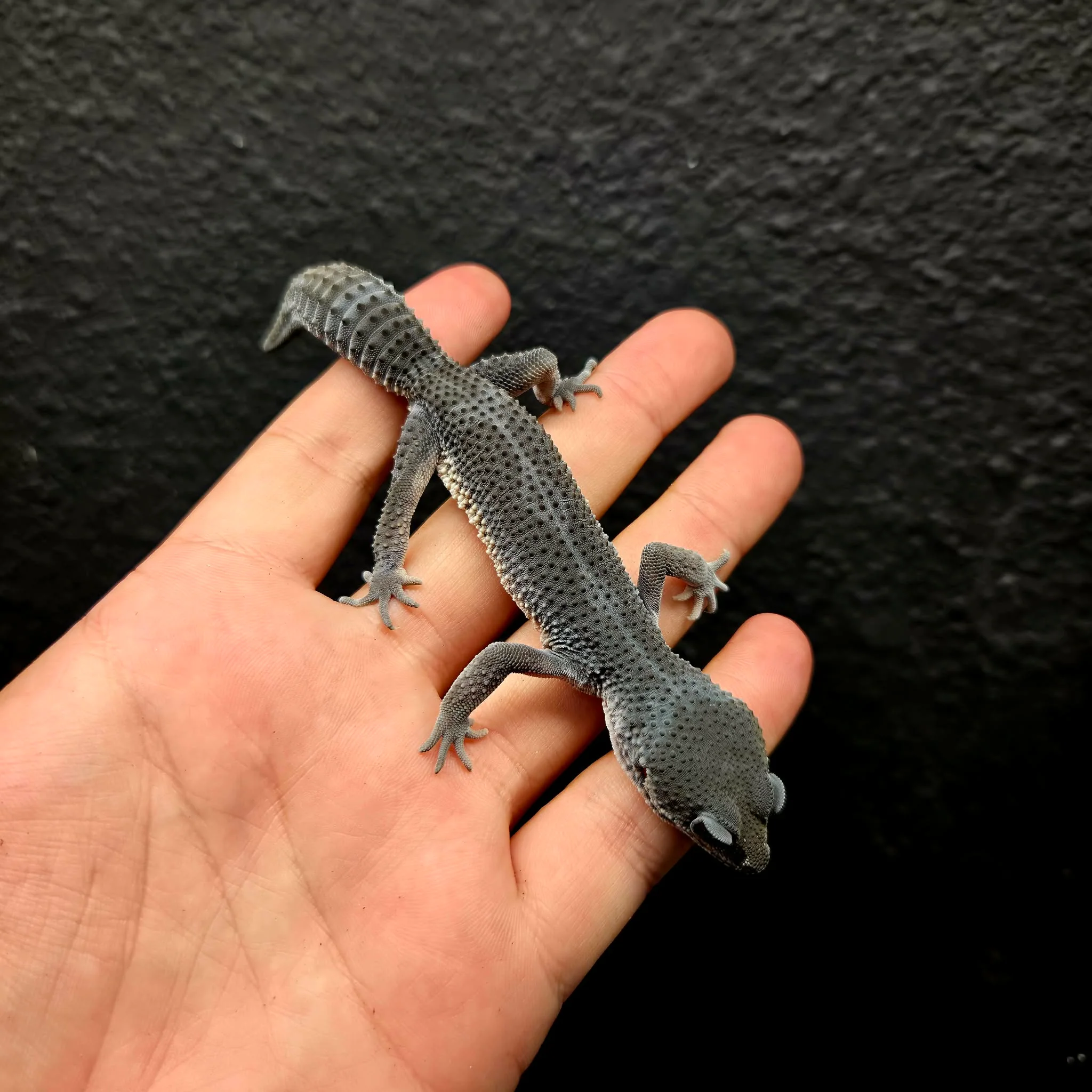 Eublepharis macularius (Leopard Gecko) Black Night - Image 8