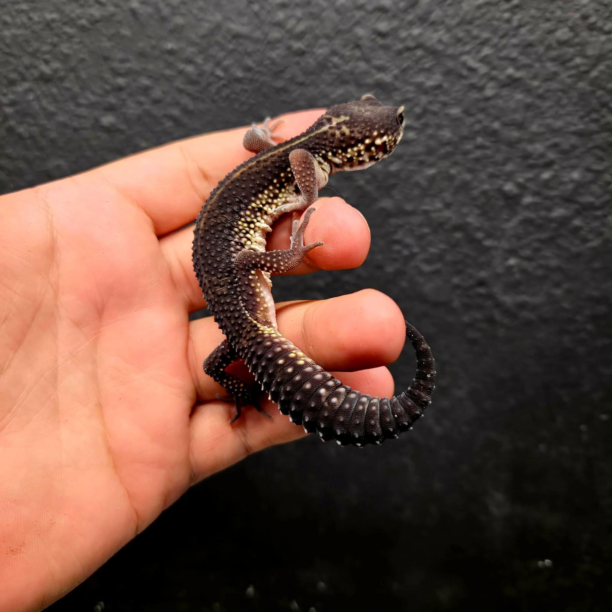 Eublepharis macularius (Leopard Gecko) Black Night - Image 9