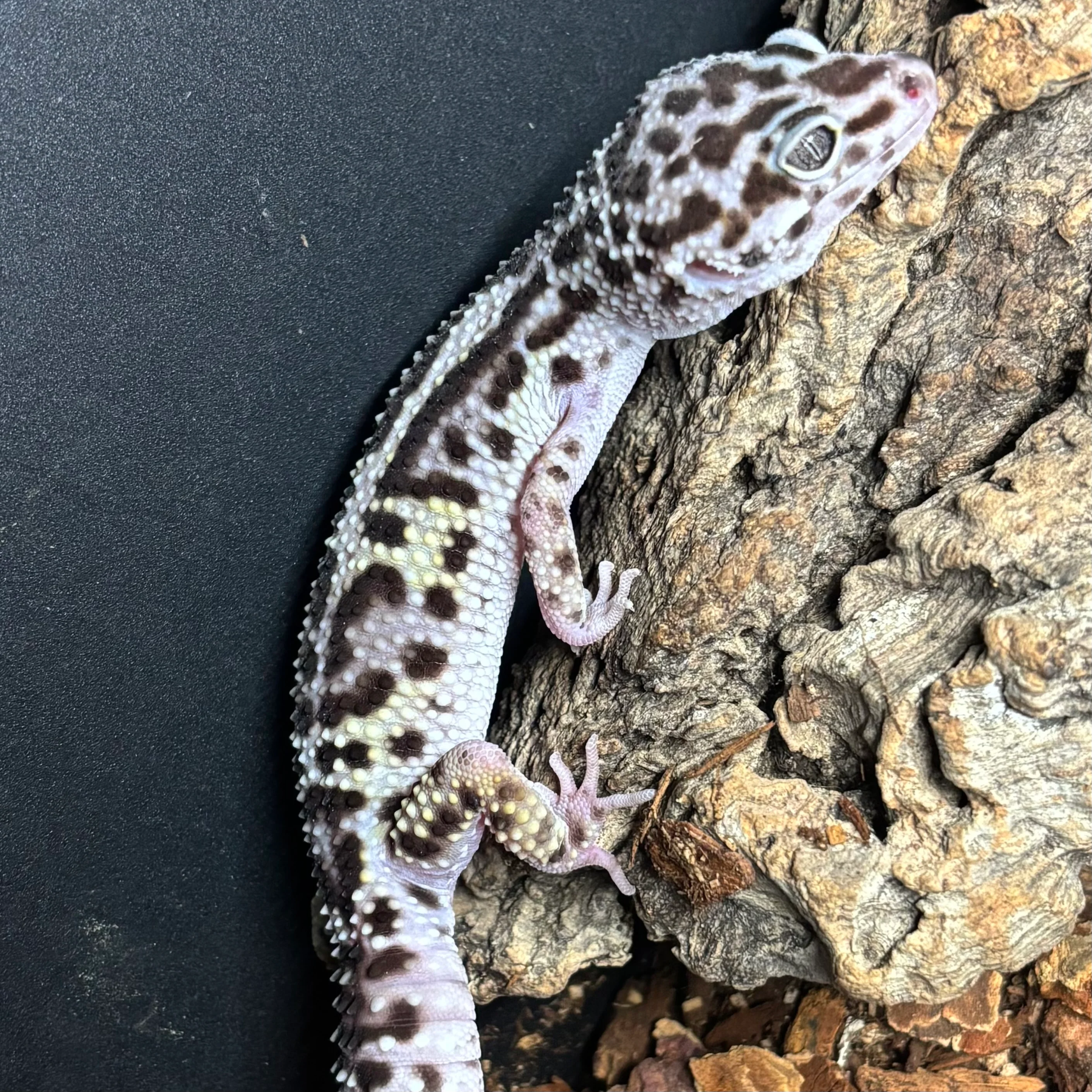 Eublepharis macularius (Leopard Gecko) Jungle Mack Snow FEMALE