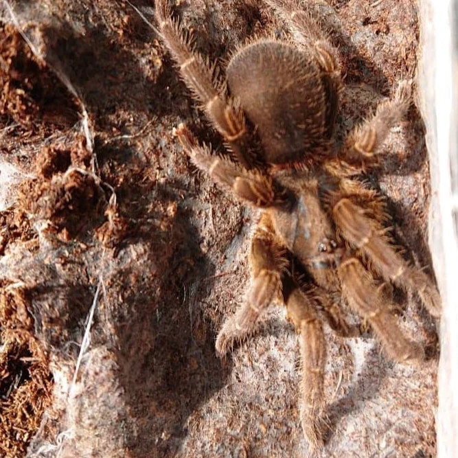 Euthycaelus sp 'Santander' 0.5"