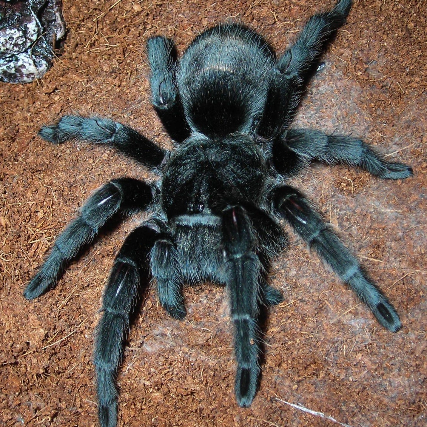 Grammostola pulchra (Brazilian Black)