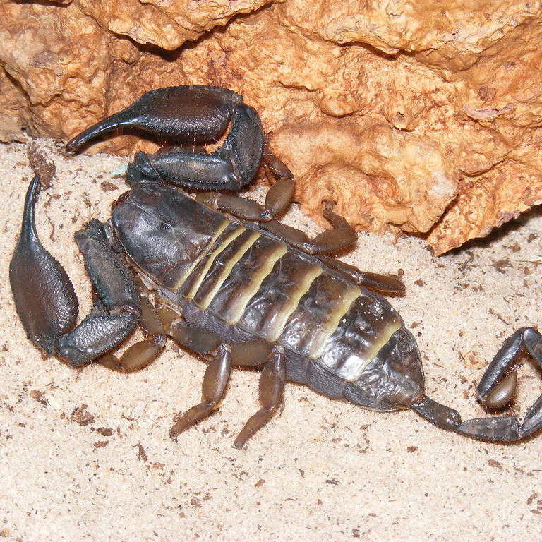 Hadogenes paucidens (Olive Keeled Flat Rock) 0.75"