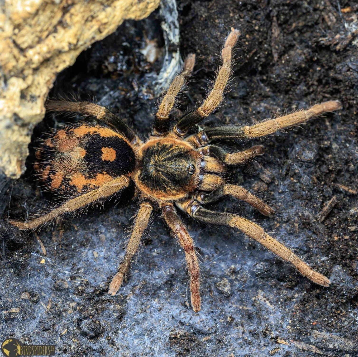 Hapalopus guerreroi (Guerrero's Speckle Patch) 0.375"