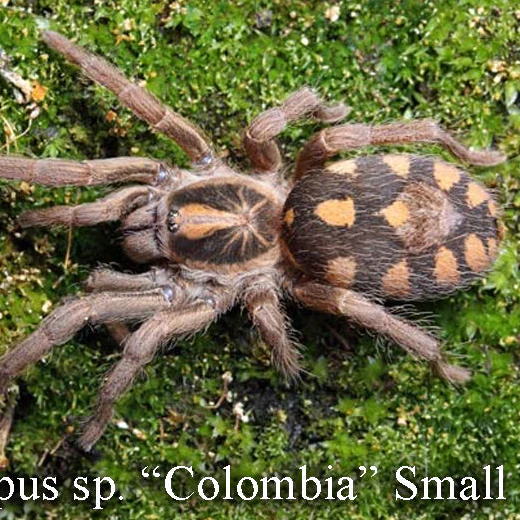 Hapalopus sp 'Colombia Small' (Munchkin Patch) MM