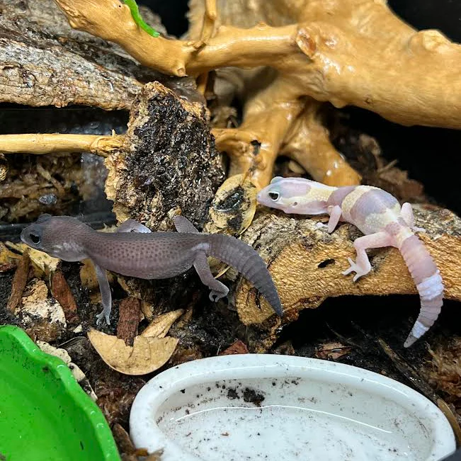 Hemitheconyx caudicinctus (Fat-tailed Gecko) MIX - Image 2