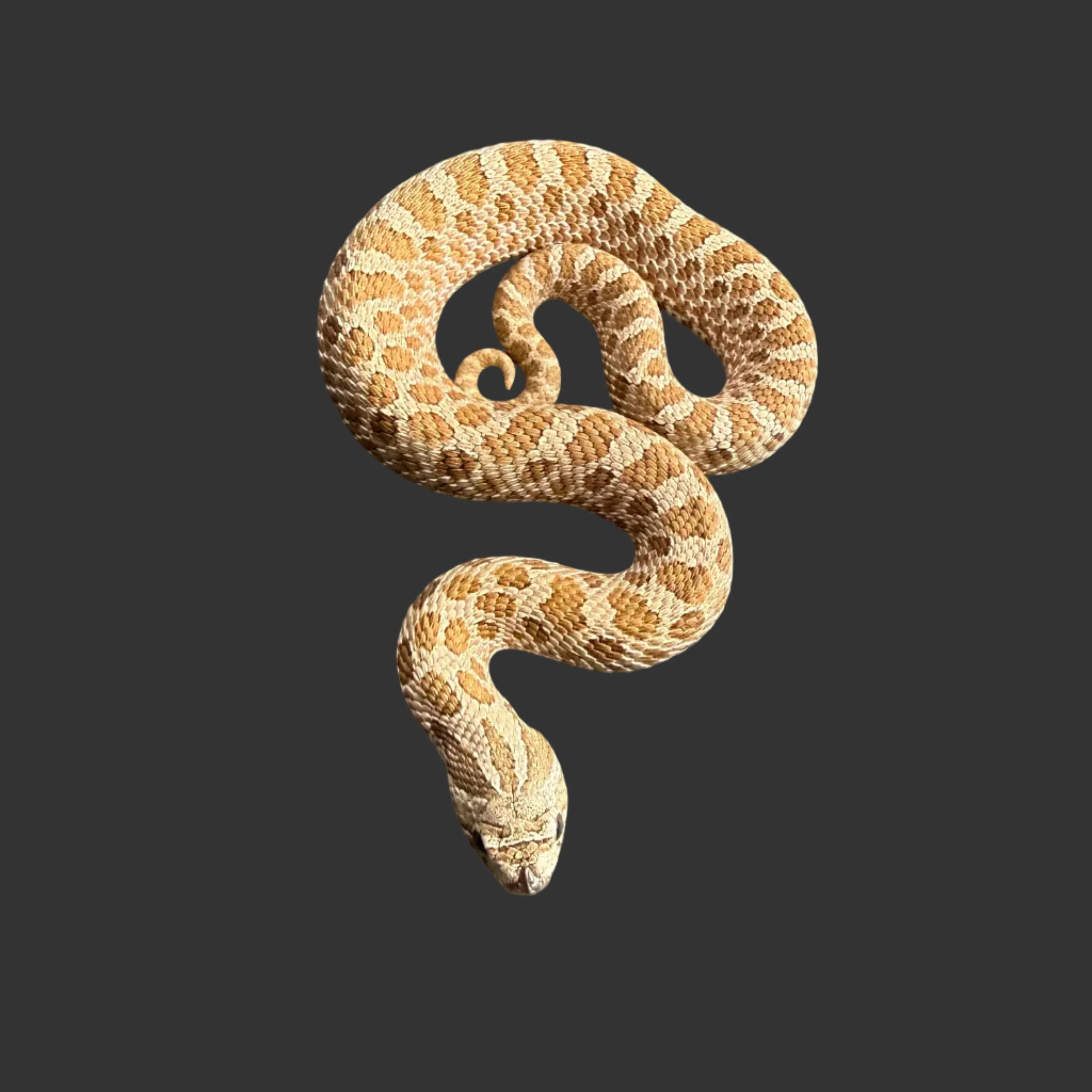 Heterodon nasicus (Plains Hognose Snake) Normal het Albino poss het Axanthic Males