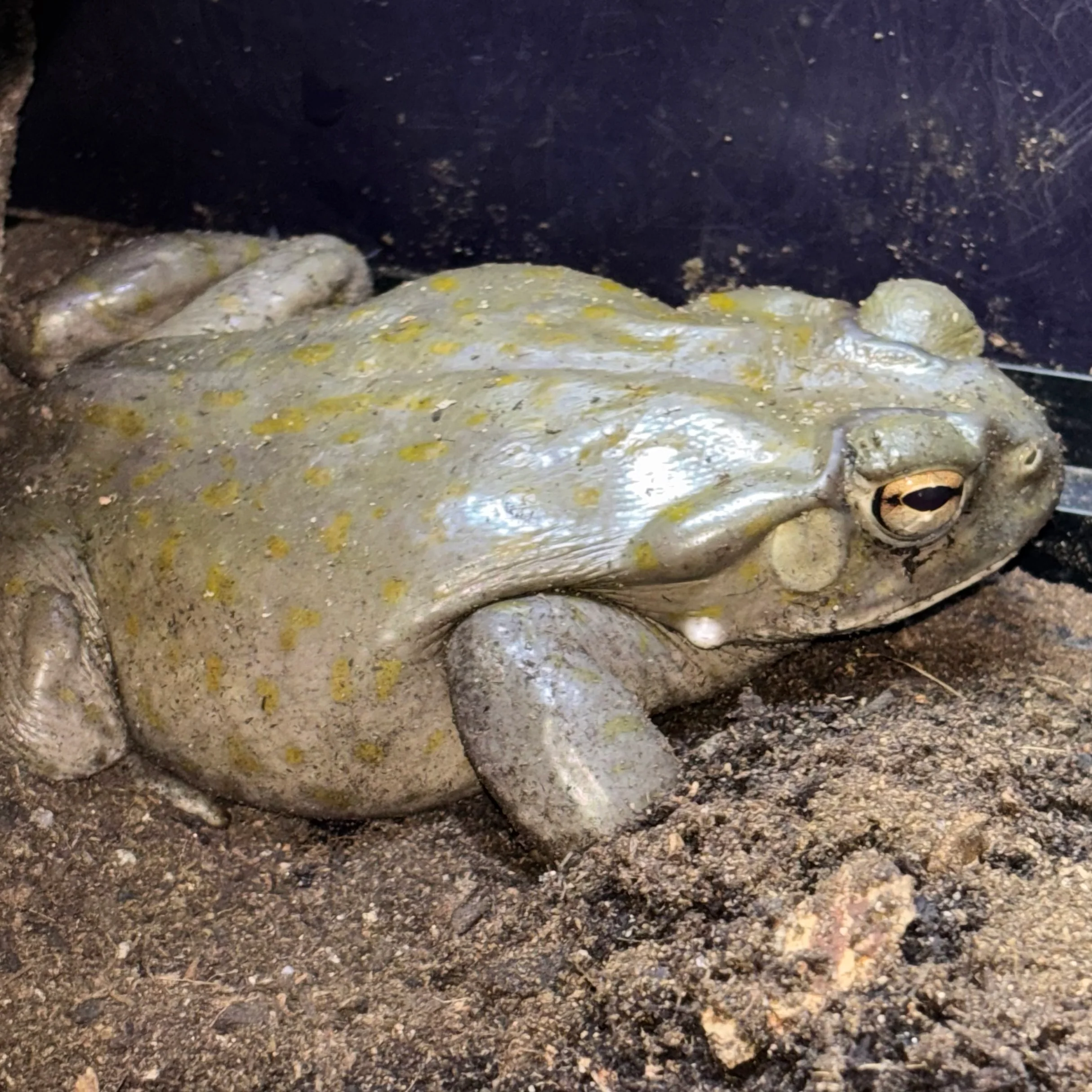 Incilius alvarius (Colorado River Toad) Sub/Adult - Image 2