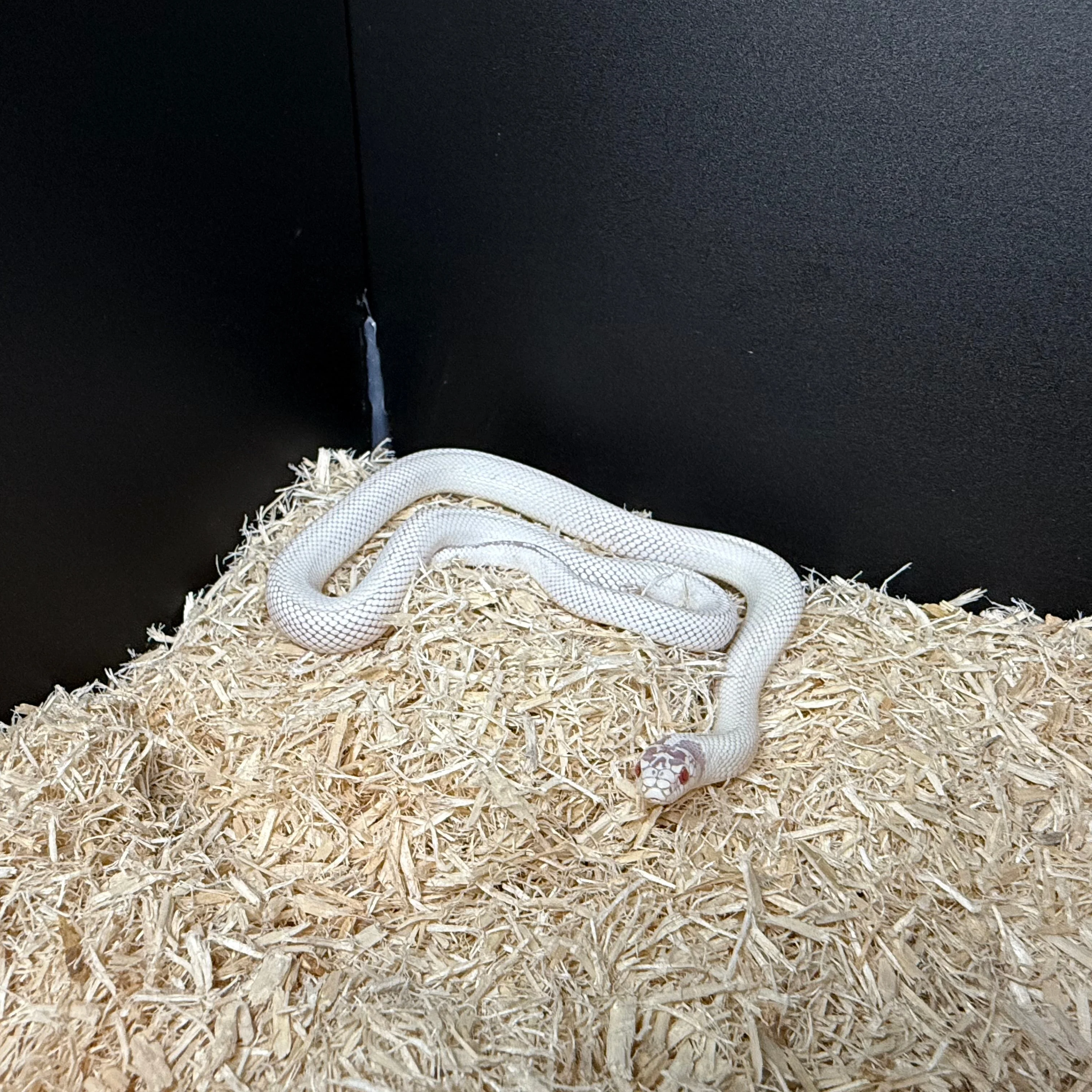 Lampropeltis californiae (California King Snake) High White Albino Juvenile - Image 2