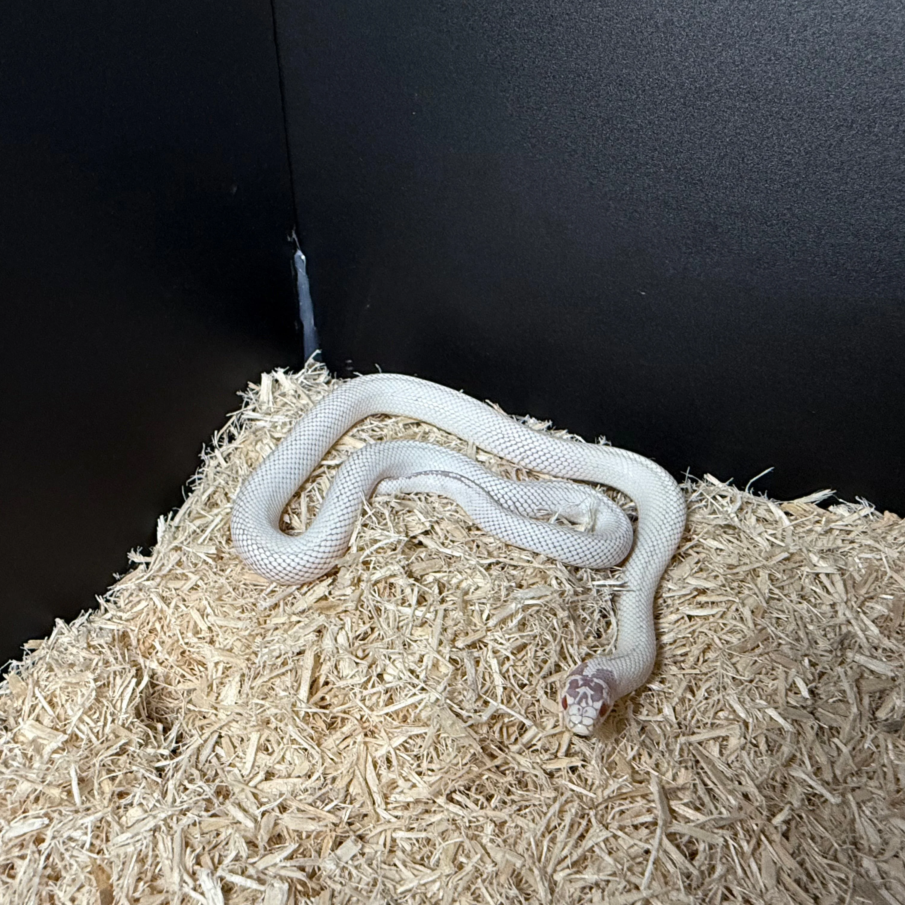 Lampropeltis californiae (California King Snake) High White Albino Juvenile - Image 3