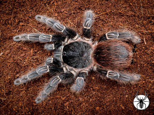 Lasiodora klugi (Bahia Scarlet Bird Eater) - Image 2