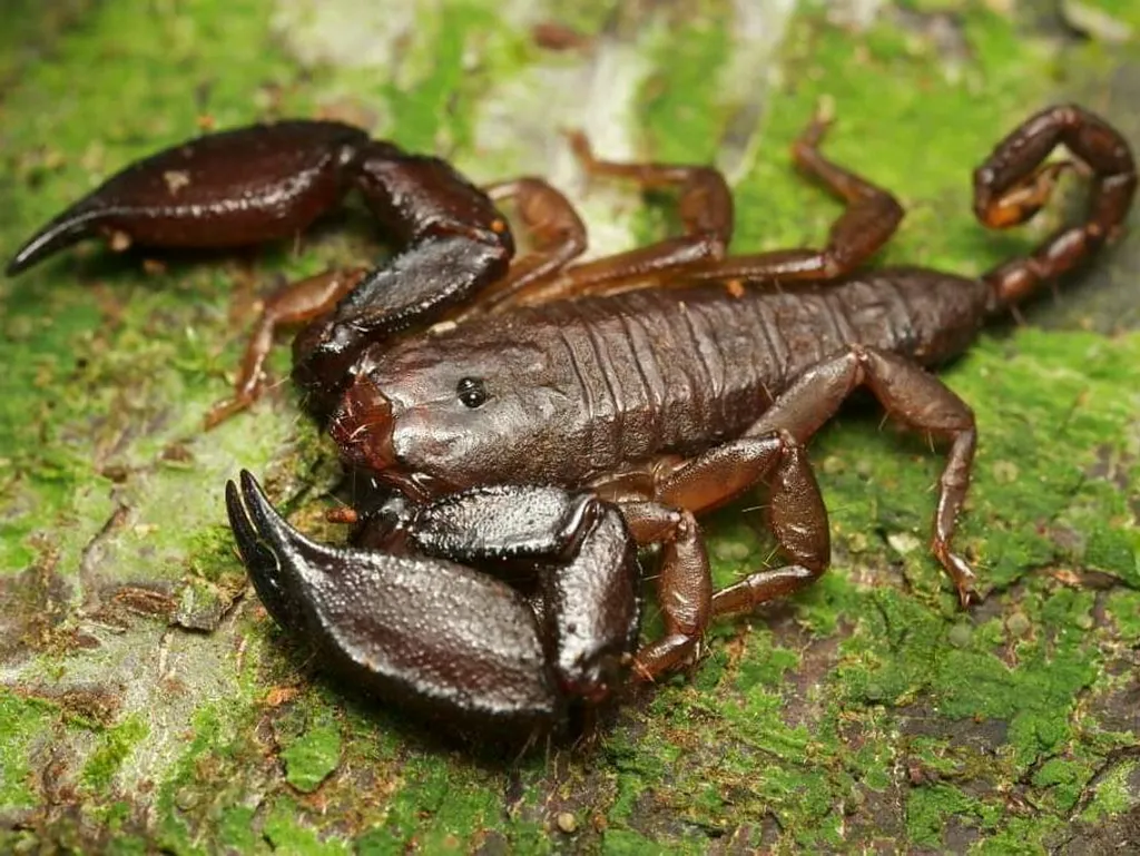 Liocheles australasiae (Dwarf Wood Scorpion) 0.5-1" - Image 2