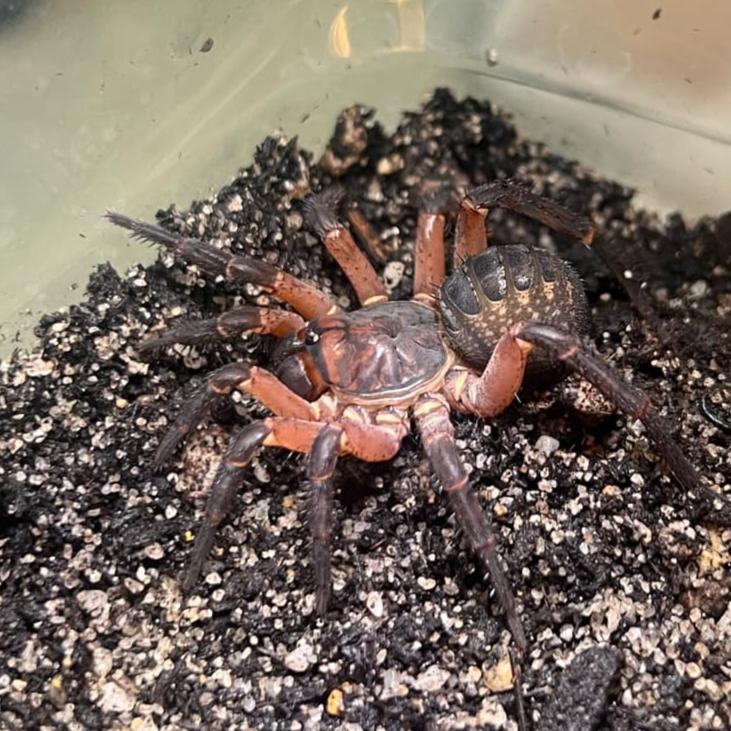 Liphistius ornatus (Ornate Armored Trap Door) 2" FEMALES