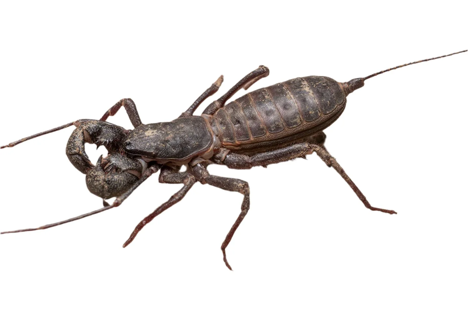 Mastigoproctus giganteus (Giant Vinegaroon) 2-3" - Image 2