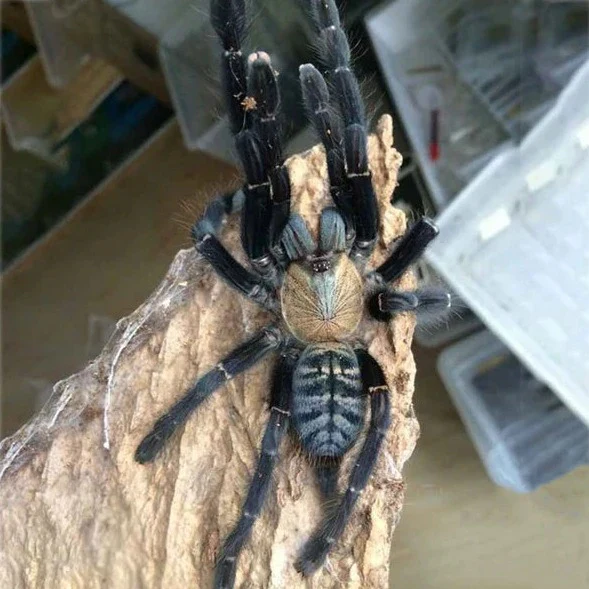 Omothymus sp 'Sumatran Tiger' Mature Male