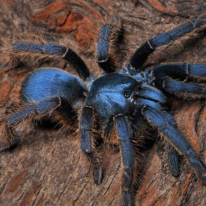Ornithoctoninae sp 'Vietnam Silver' (Silver Earth Tiger)