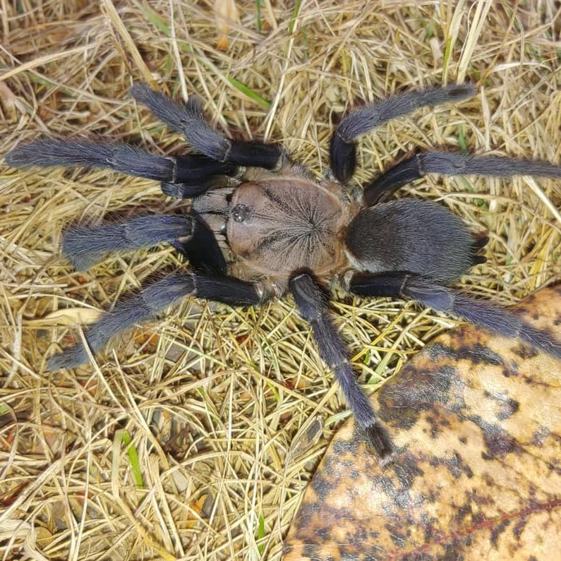 Orphnaecus sp 'Quezon Blue' (Quezon Blue Earth Tiger)