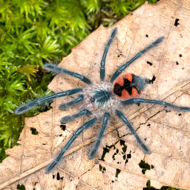 Pamphobeteus sp 'Mascara' (Mascara Giant Bird Eater)