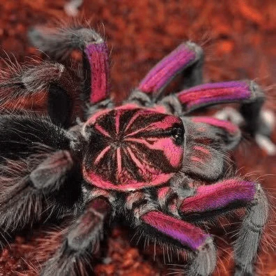 Pamphobeteus sp 'Platyomma' (Pink Bloom)