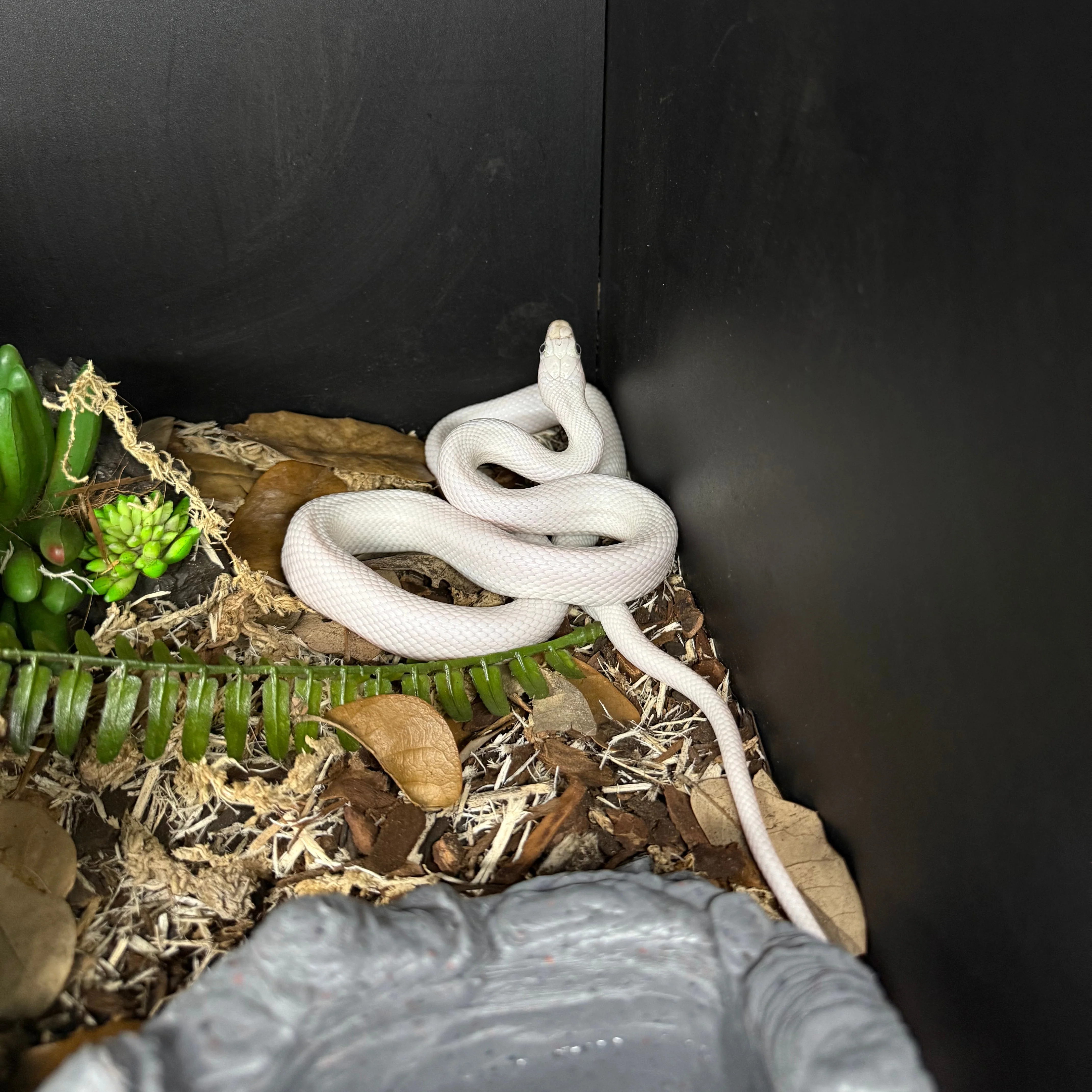 Pantherophis obsoletus lindheimeri (Texas Rat Snake) Leucistic UNSEXED - Image 3