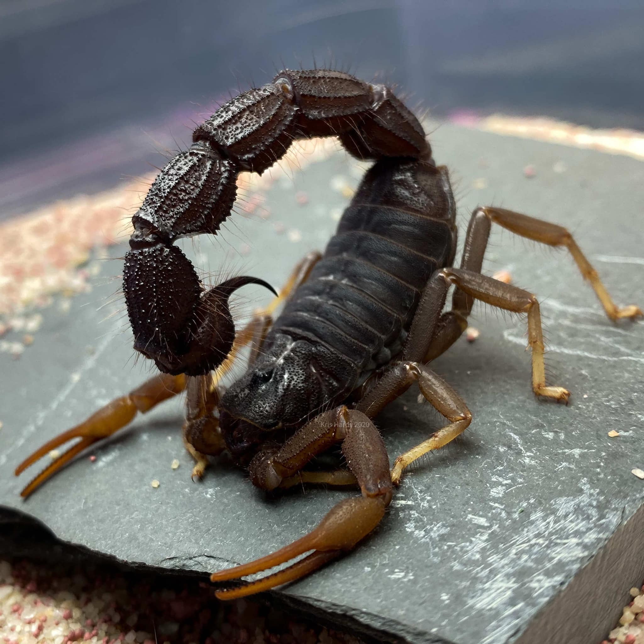 Parabuthus transvaalicus (Transvaal Thicktail Scorpion) 0.5"