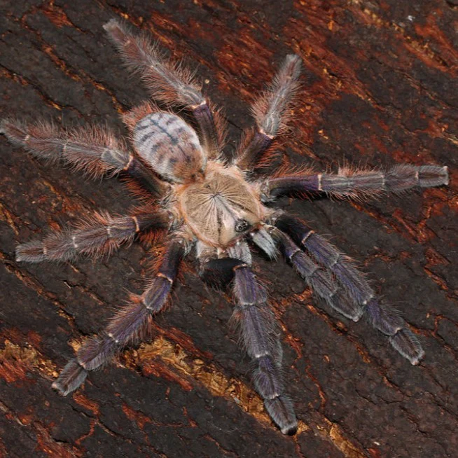 Phormingochilus everetti (Sarawak Red Tiger) 4" FEMALE