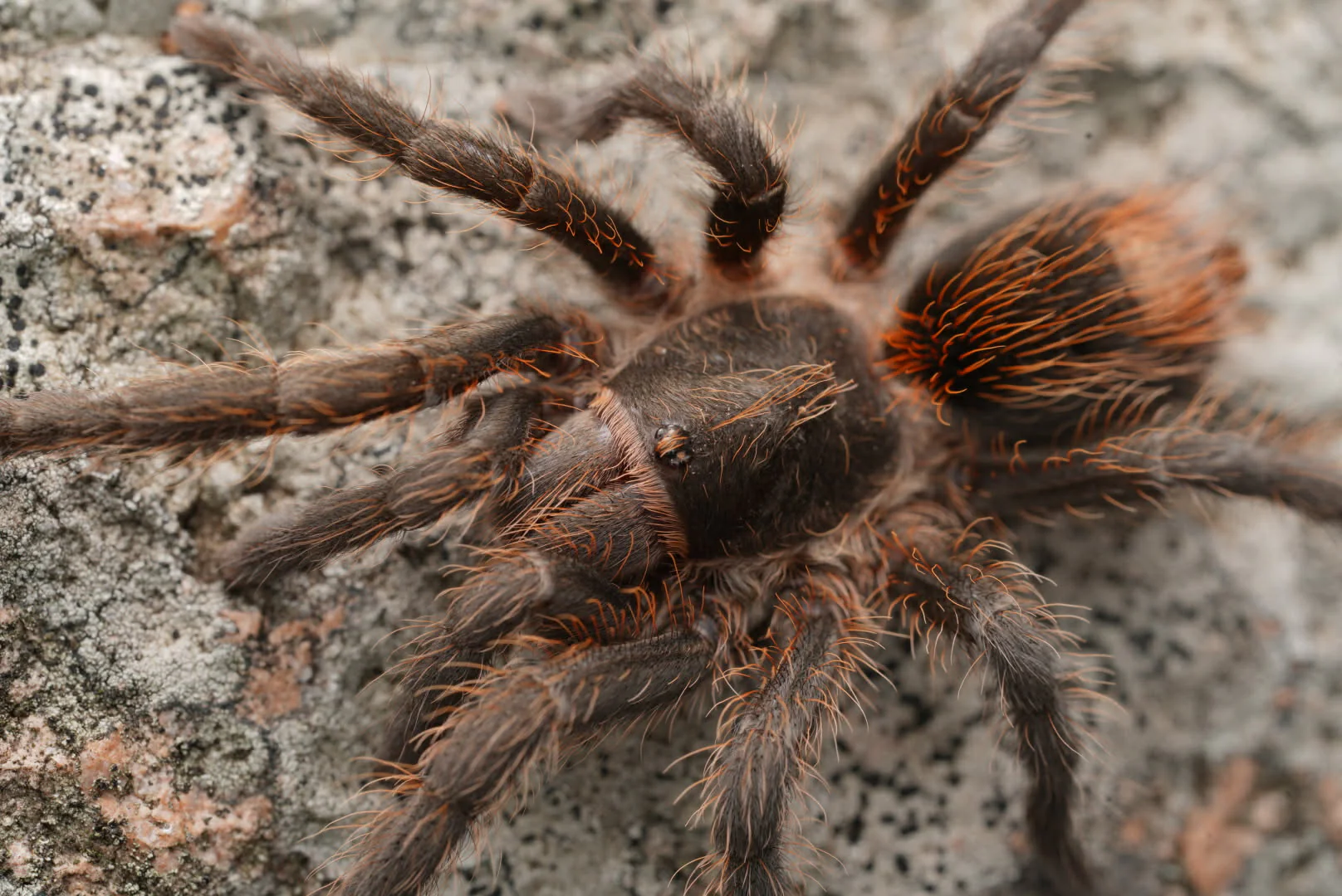 Plesiopelma longisternale (Argentine Dwarf Flame Rump) - Image 2