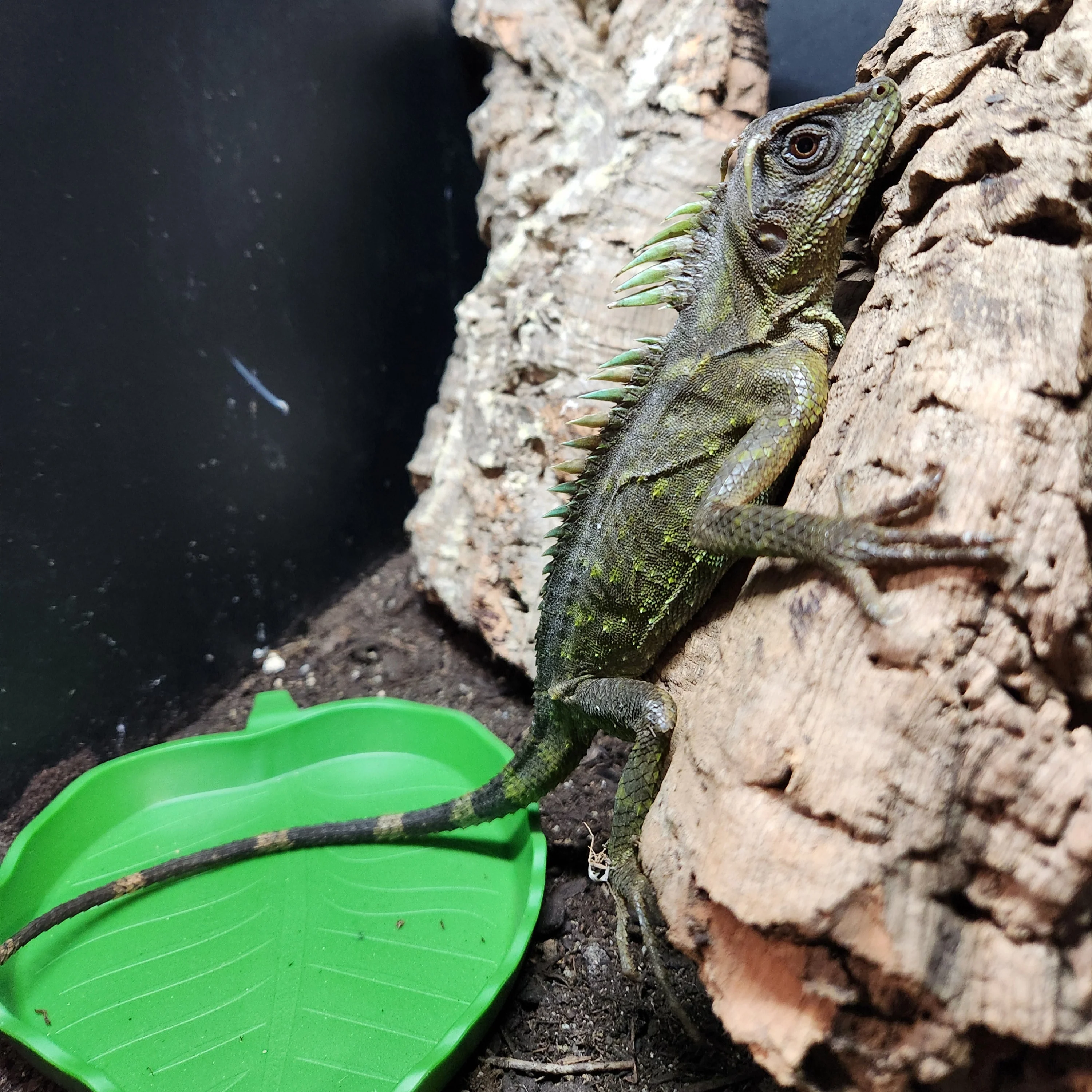 Acanthosaura nataliae (Natal's Horned Dragon) 12"