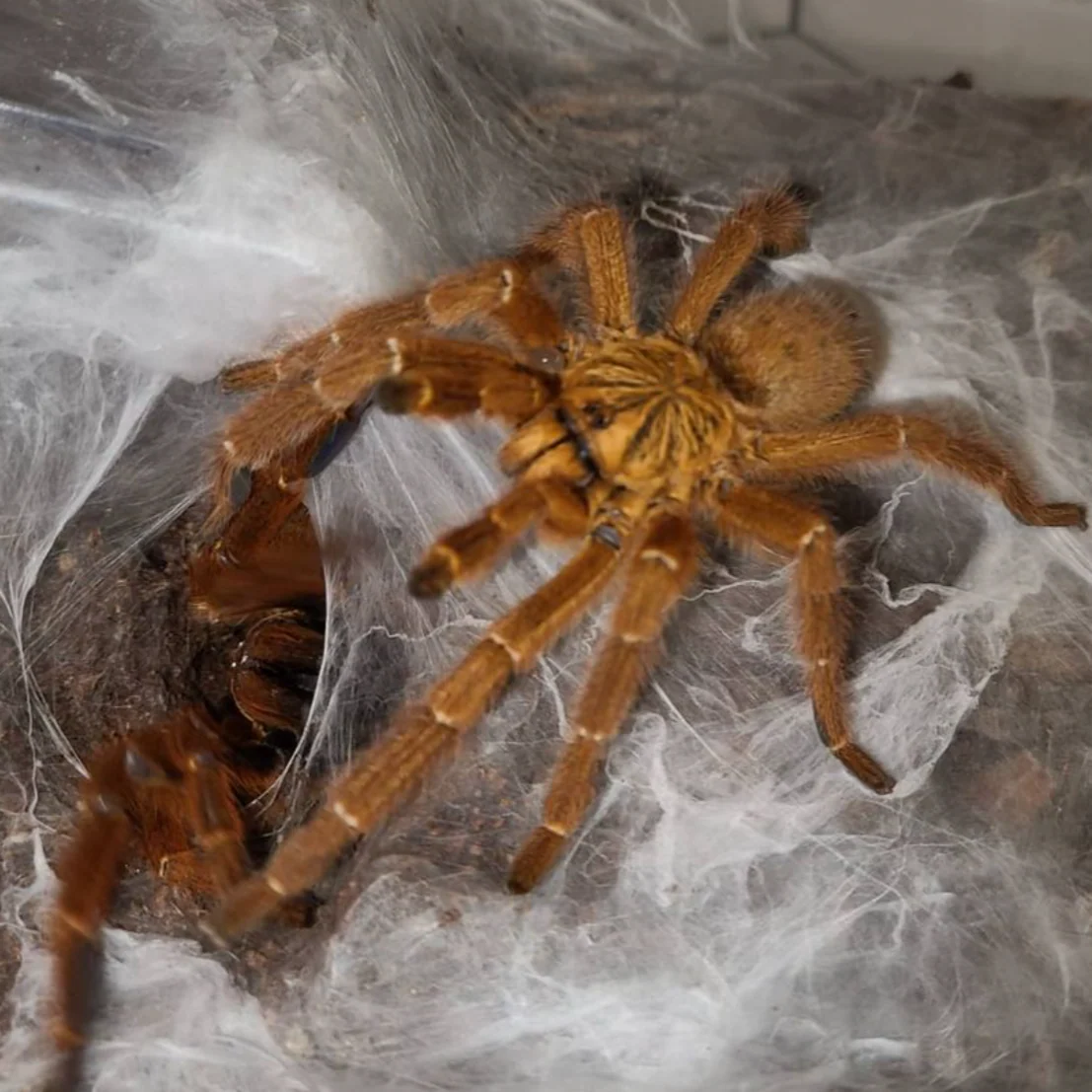 Pterinochilus murinus 'Usambara' (Orange Starburst Baboon)