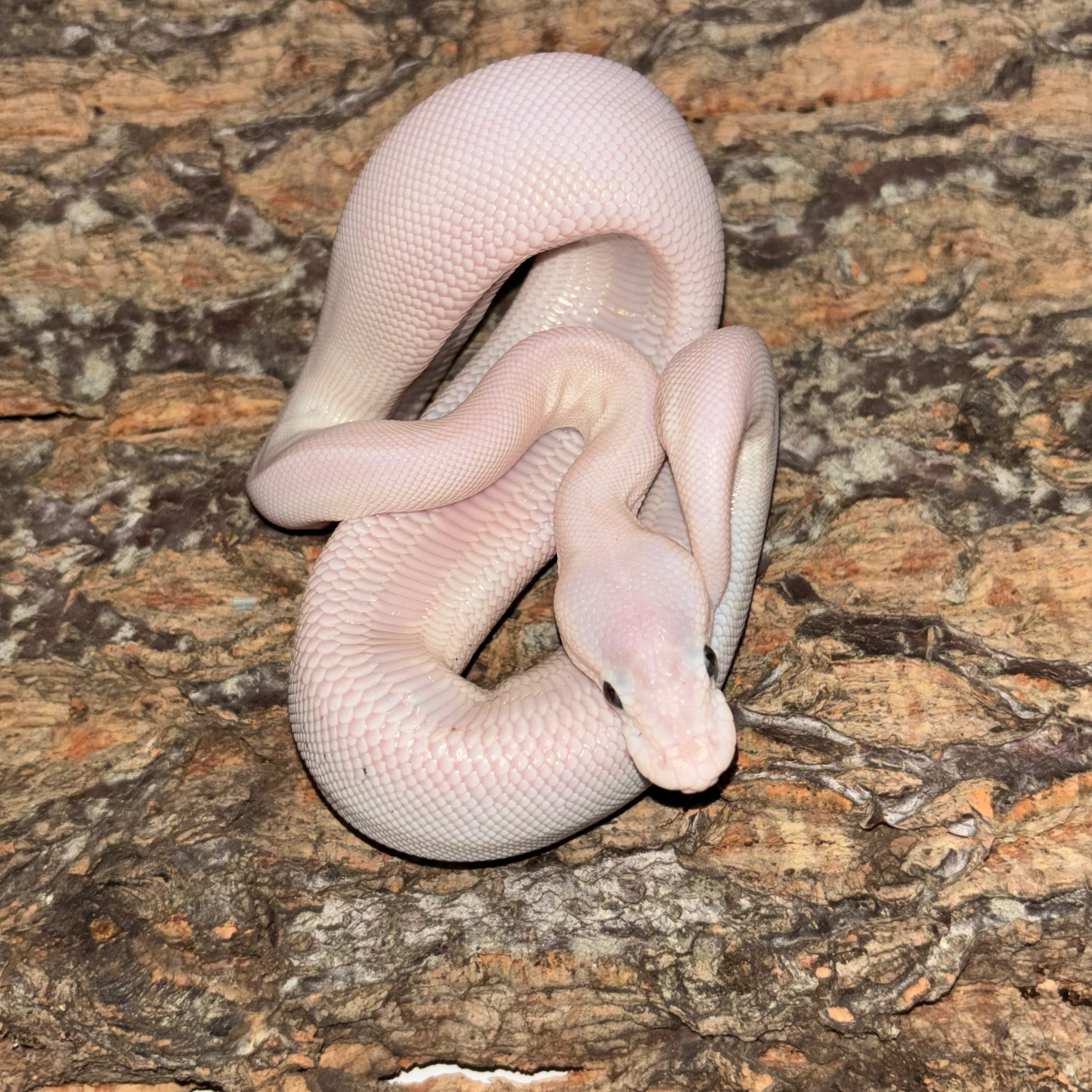 Python regius (Ball Python) Super Mojave Pos Desert Ghost Het Clown UNSEXED - Image 2
