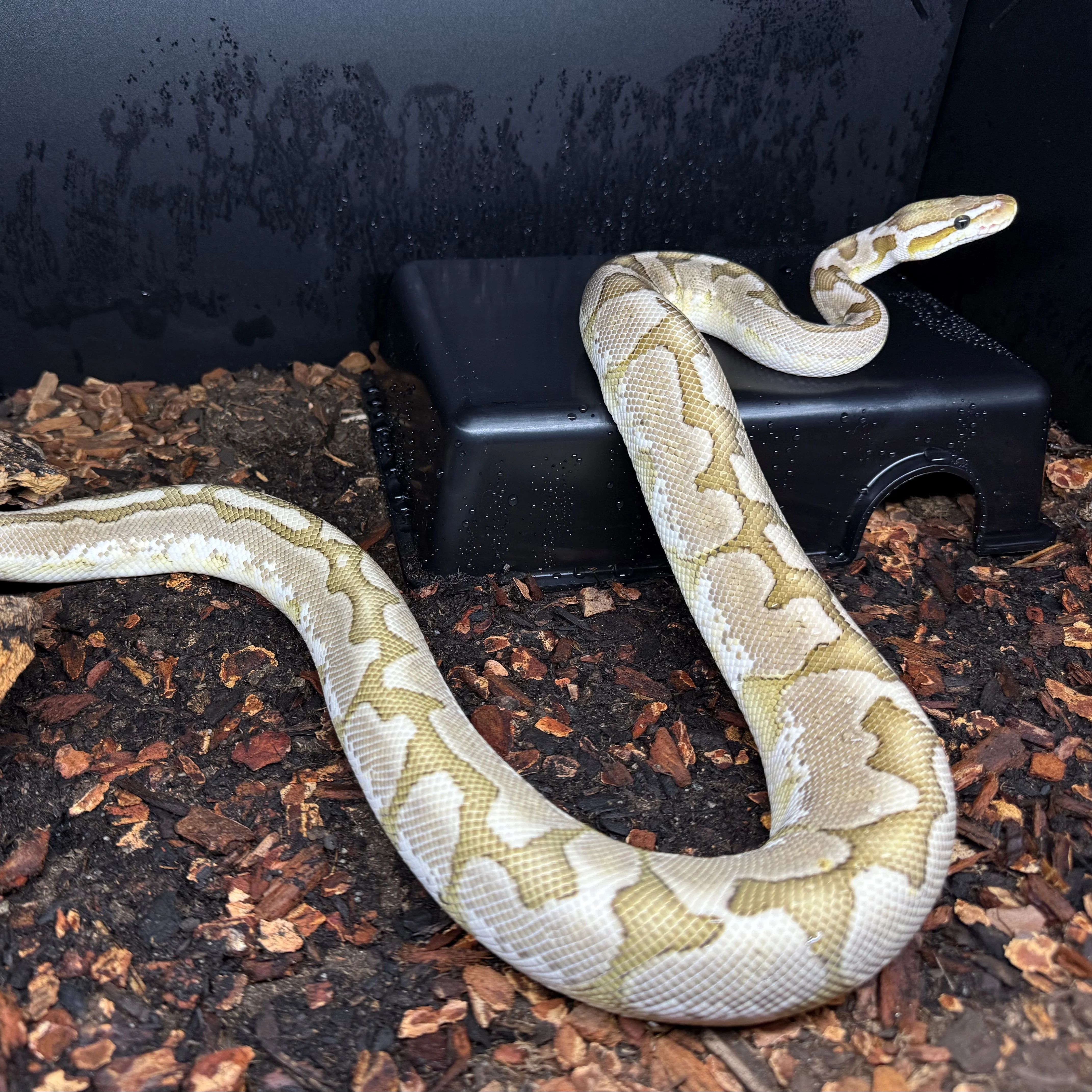 Python regius - Pastel Bamboo Male - Image 2