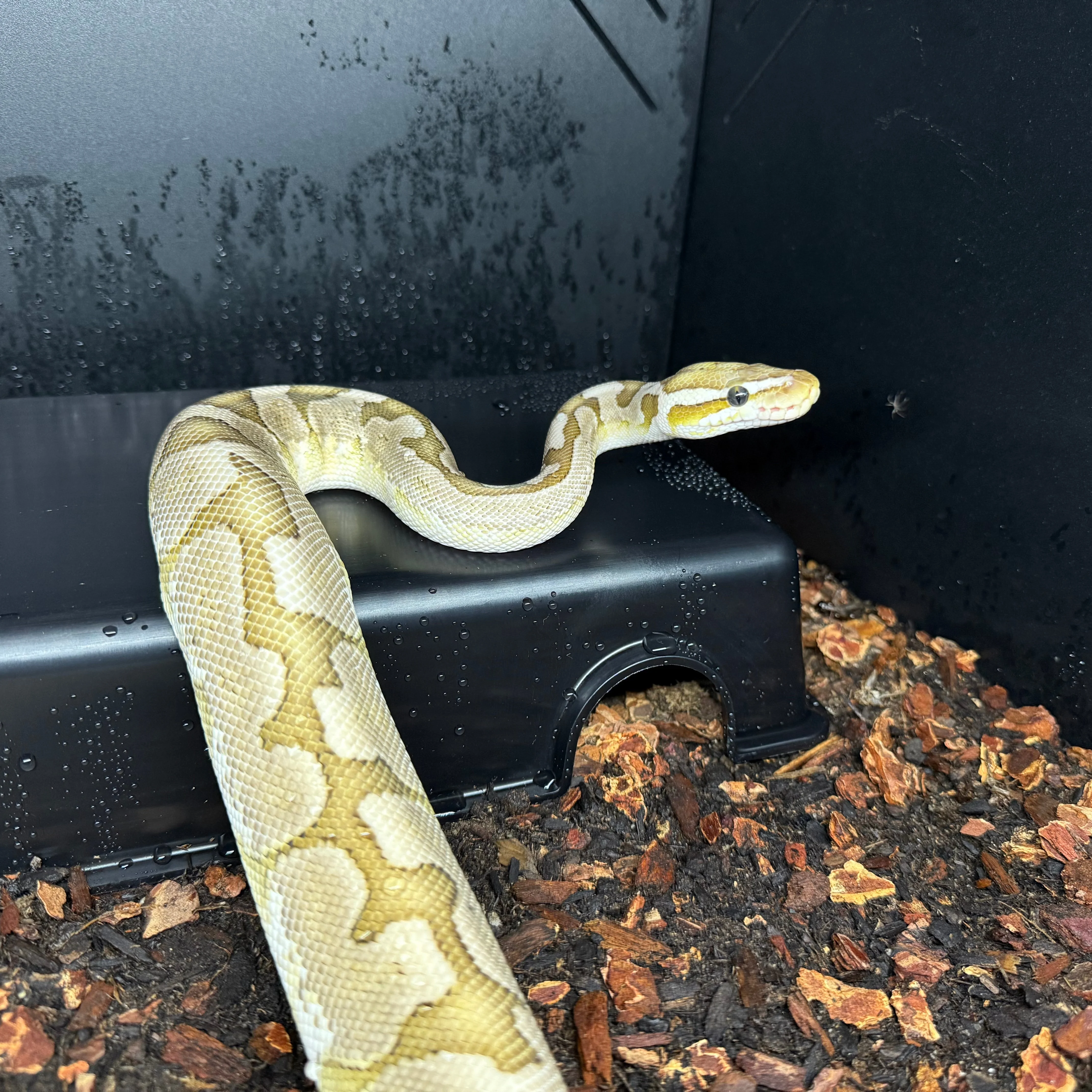 Python regius - Pastel Bamboo Male - Image 3