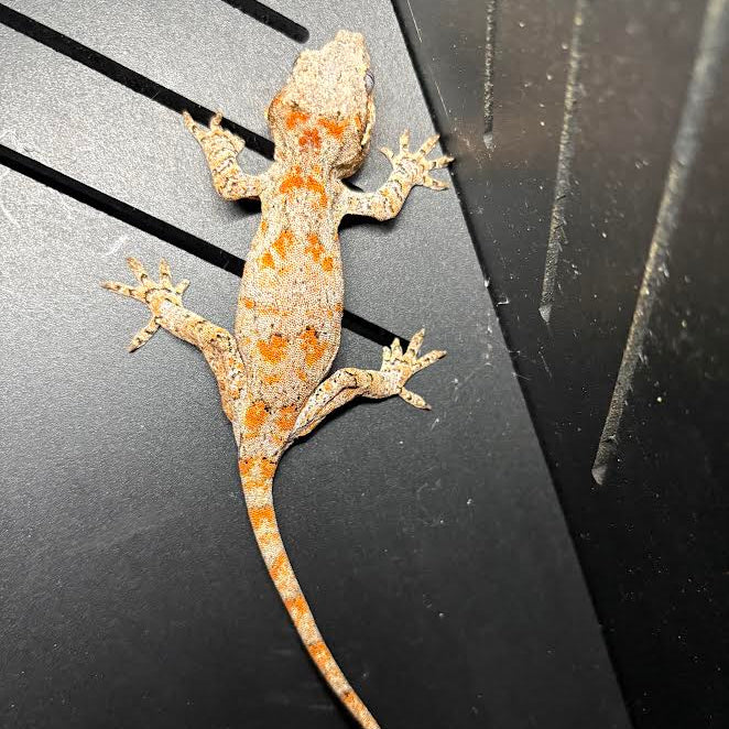Rhacodactylus auriculatus (Gargoyle Gecko) Orange Blotched - Image 2
