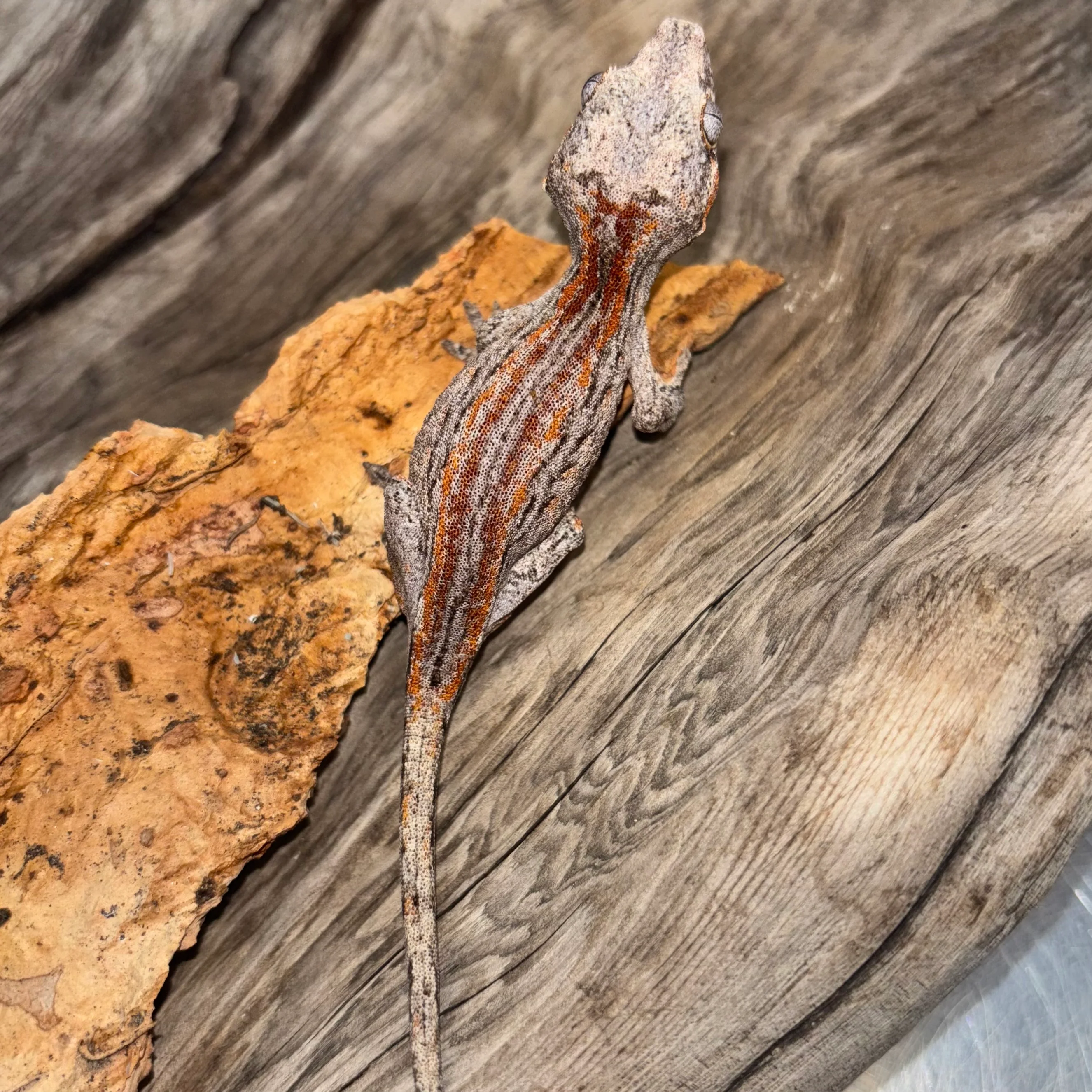 Rhacodactylus auriculatus (Gargoyle Gecko) Red Stripe - Image 3