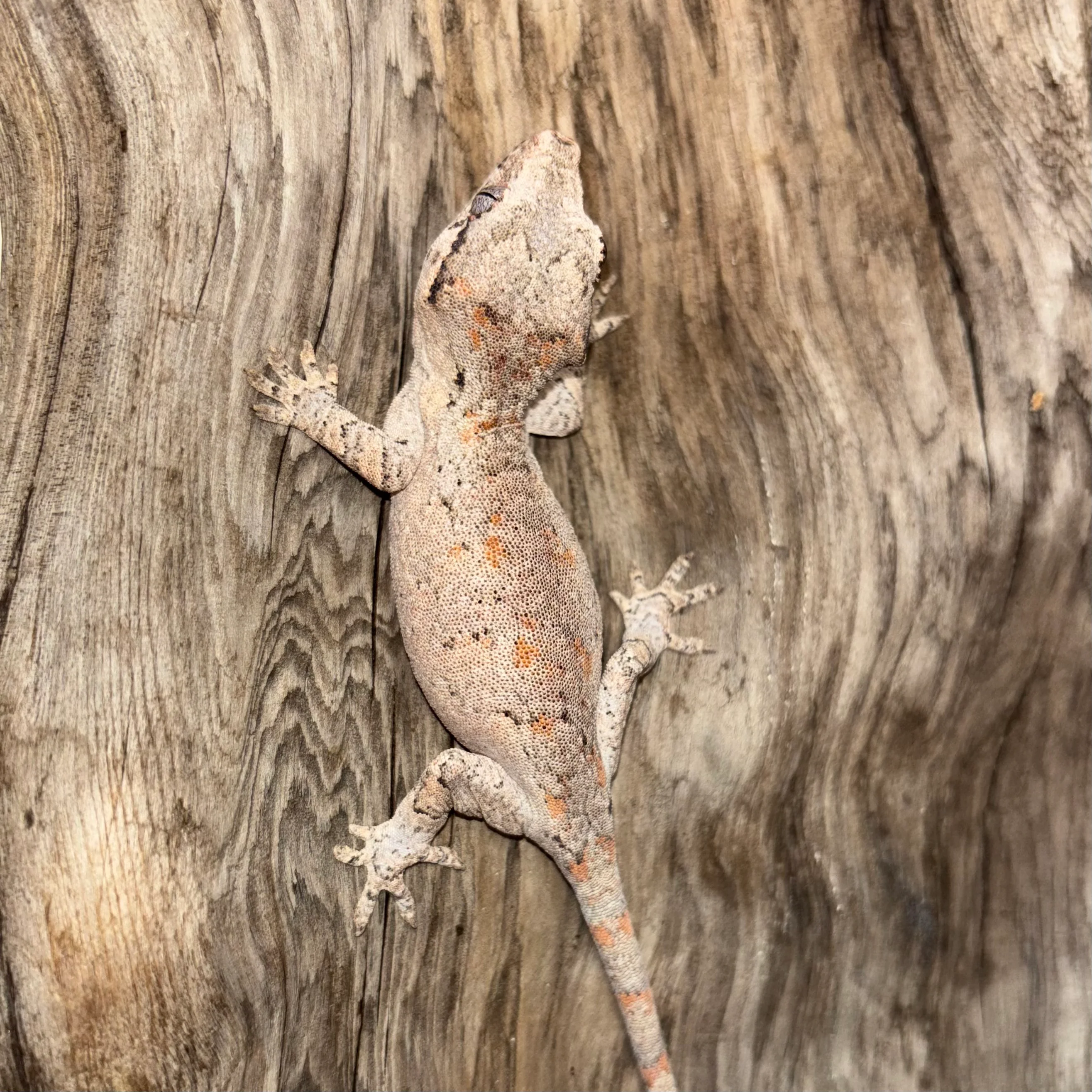 Rhacodactylus auriculatus (Gargoyle Gecko) Reticulated Juvenile - Image 3