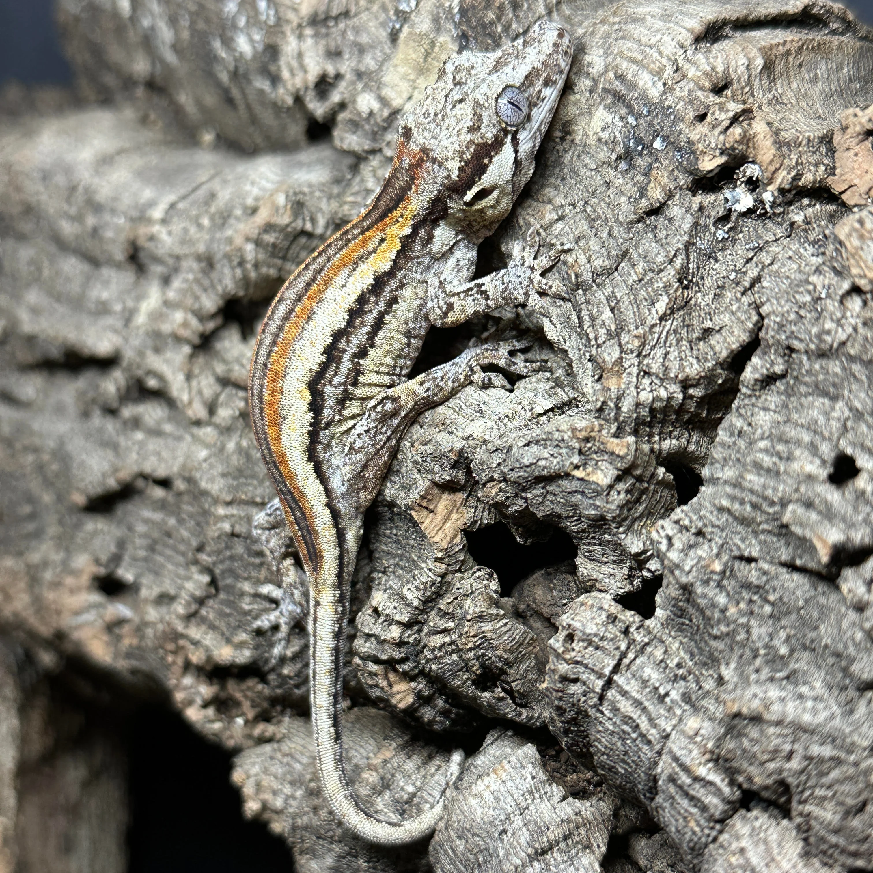 Rhacodactylus auriculatus (Gargoyle Gecko) Striped