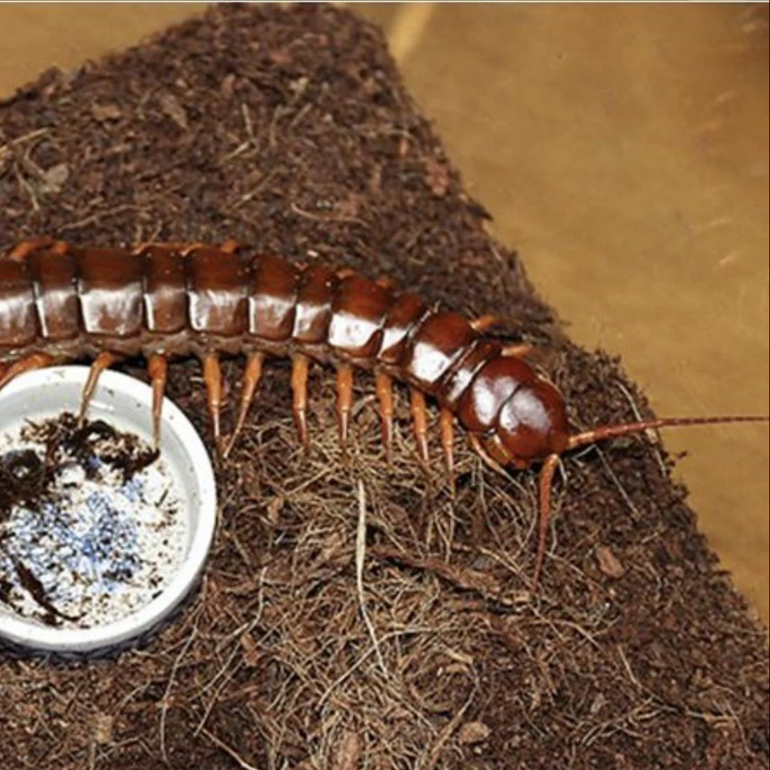 Scolopendra dehaani 'Red Dragon' (China)
