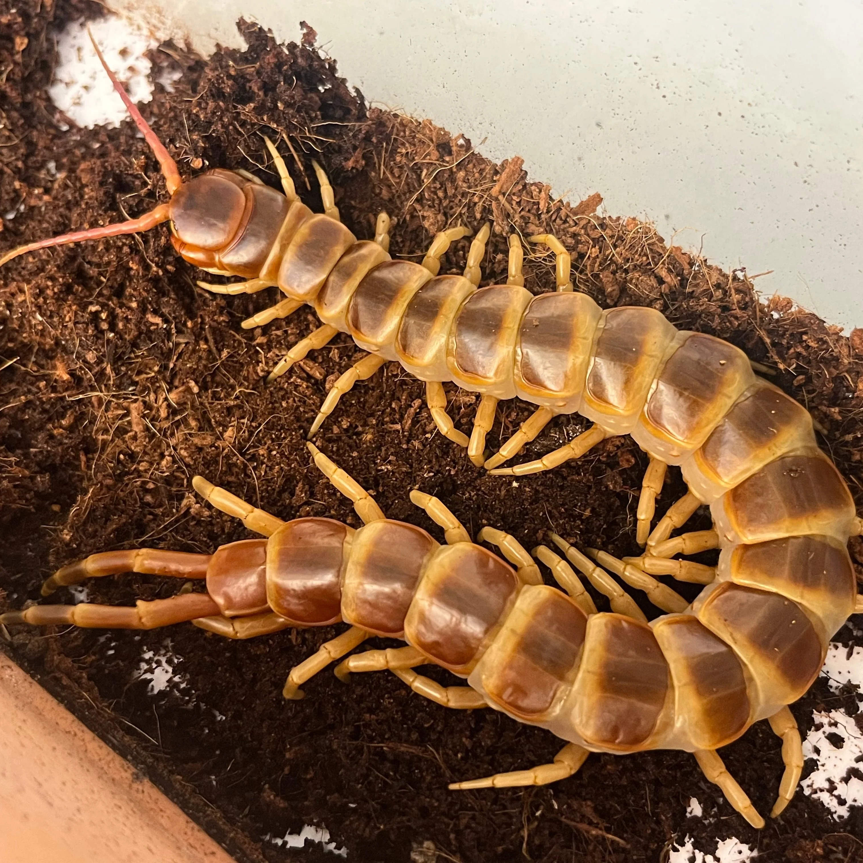Scolopendra gigantea 'Gold' (Venezuelan Giant Golden Centipede)