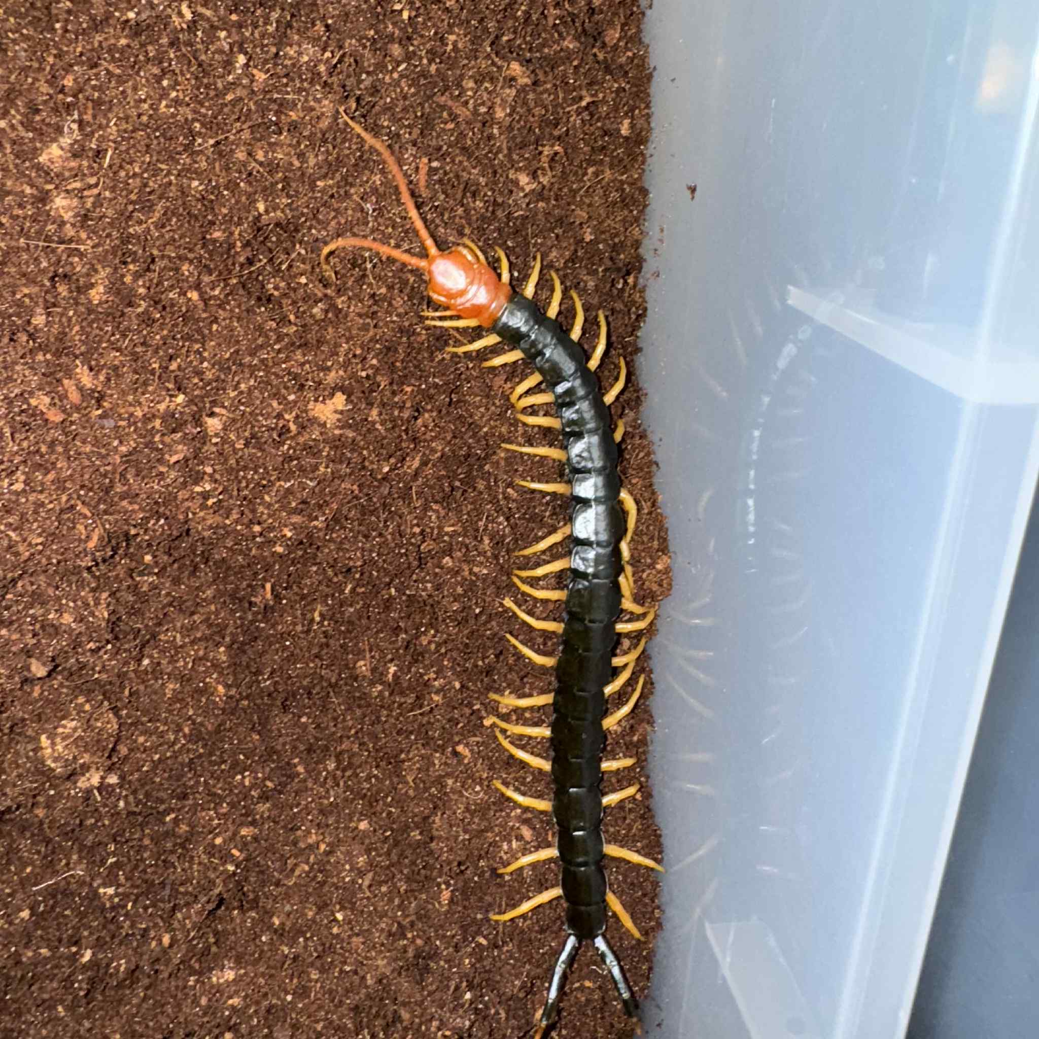Scolopendra heros castaneiceps (Desert Giant Centipede) 1.5" - Image 2