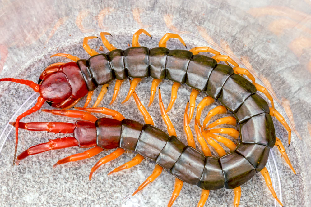 Scolopendra multidens 'Yellow Leg' (Chinese Beauty Centipede) - Image 2