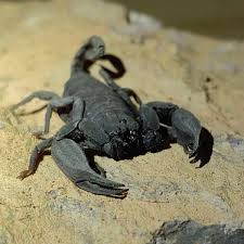 Scorpiops validus (Yunnan Rock Scorpion)