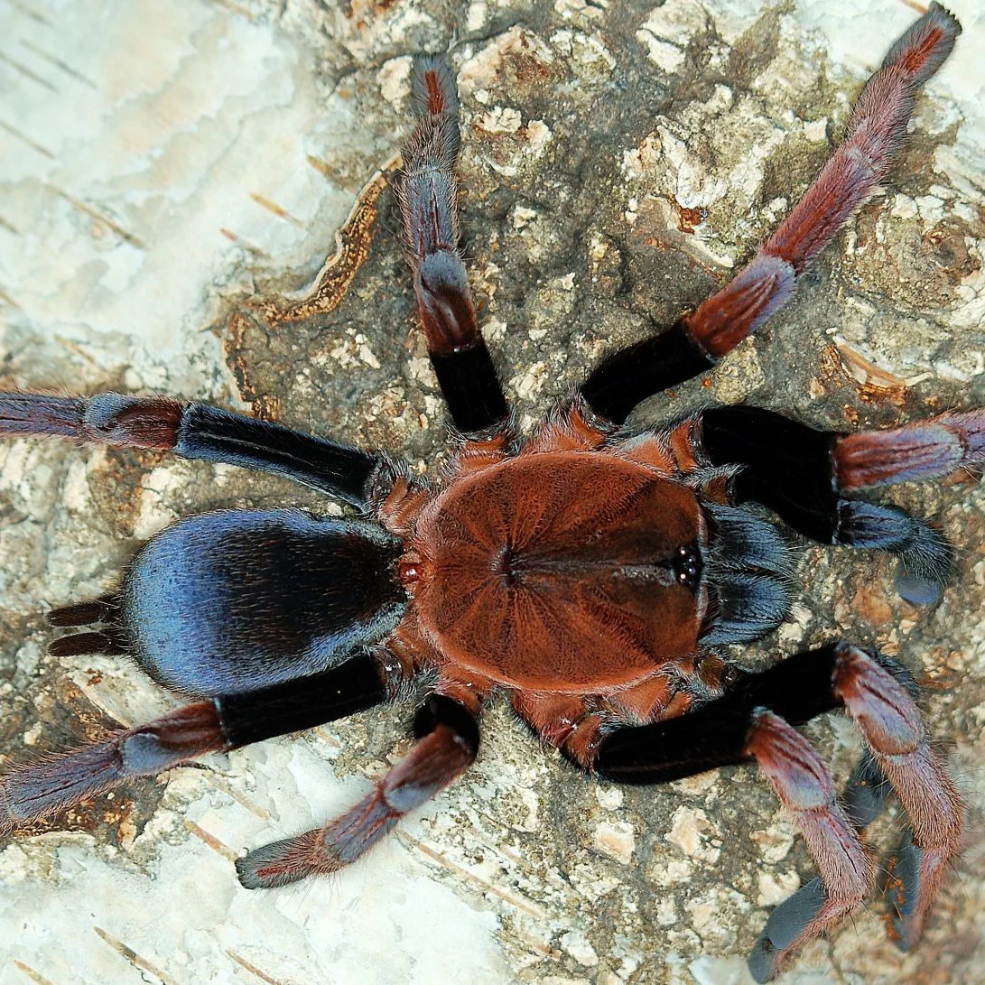 What's New? Tarantulas