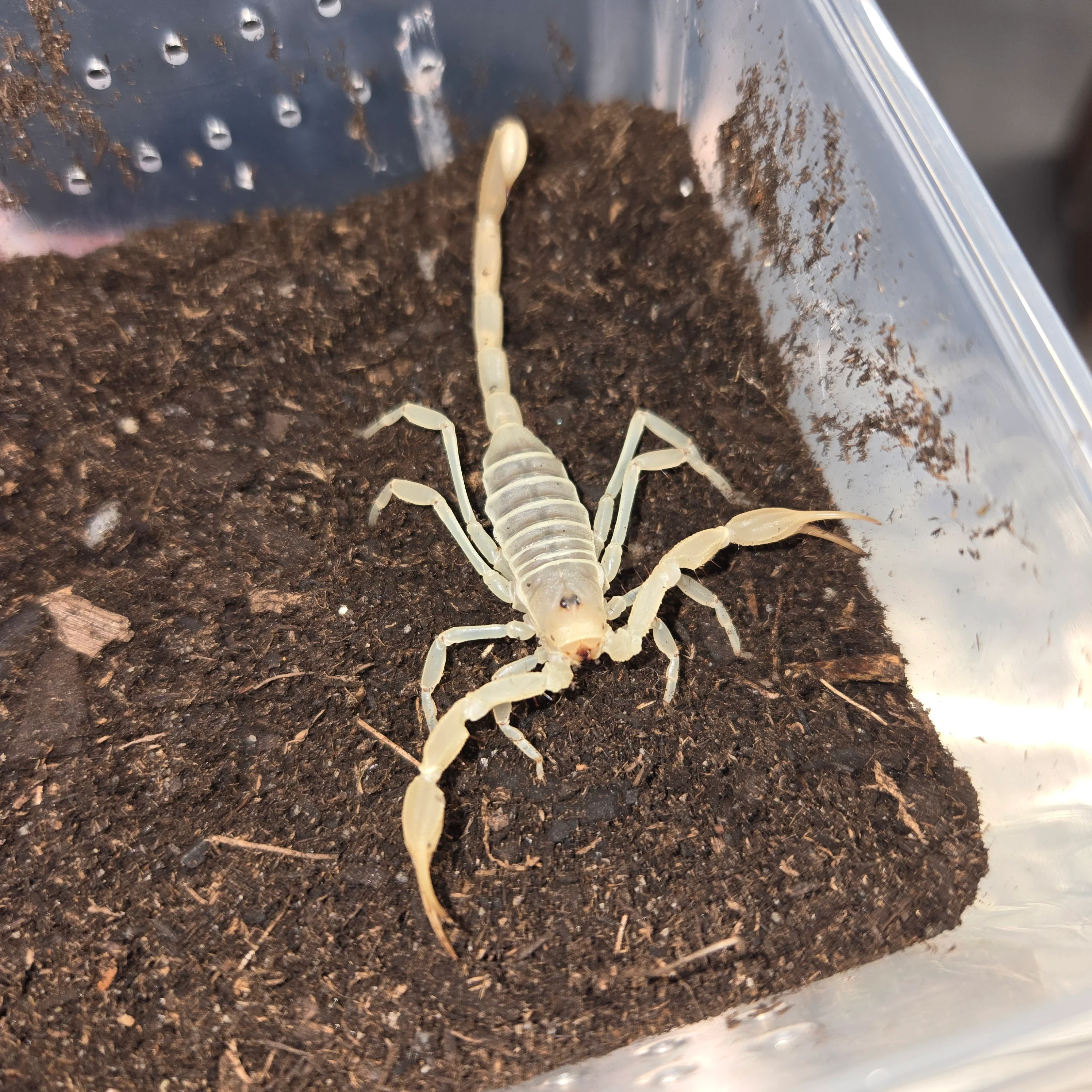Smeringurus mesaensis (Giant Sand Scorpion)