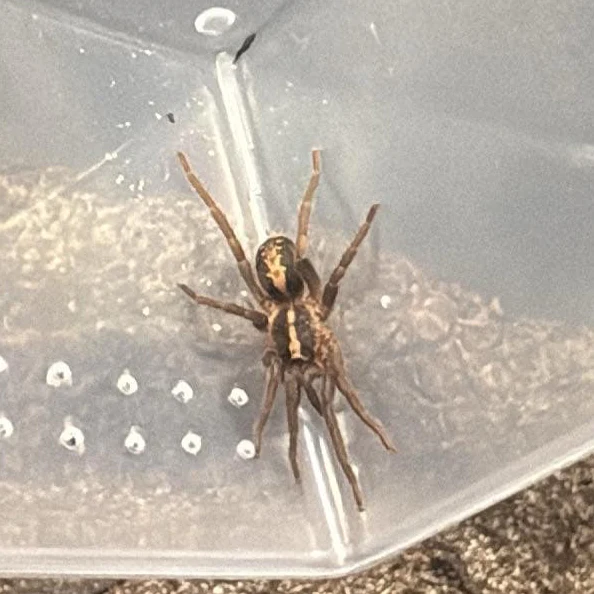 Thalerommata yukpa (ex: Trichopelma sp 'Colombia') 1"