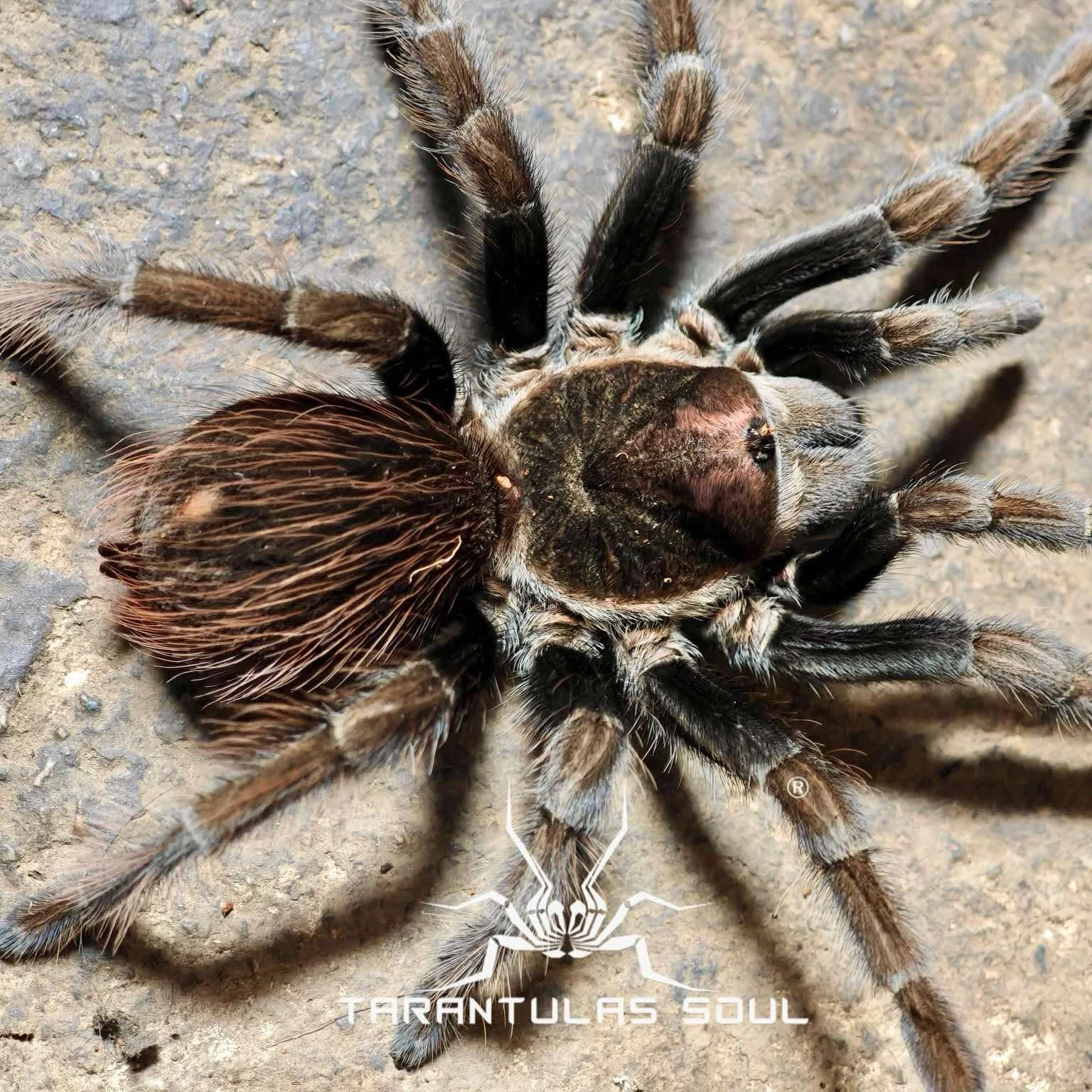 Theraphosinae sp 'Adobe'